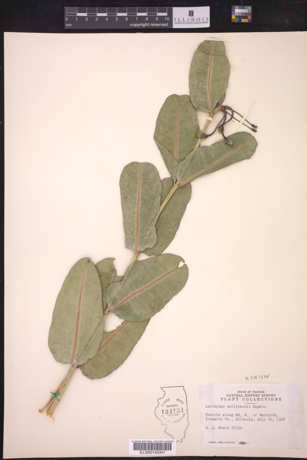 Asclepias sullivantii image