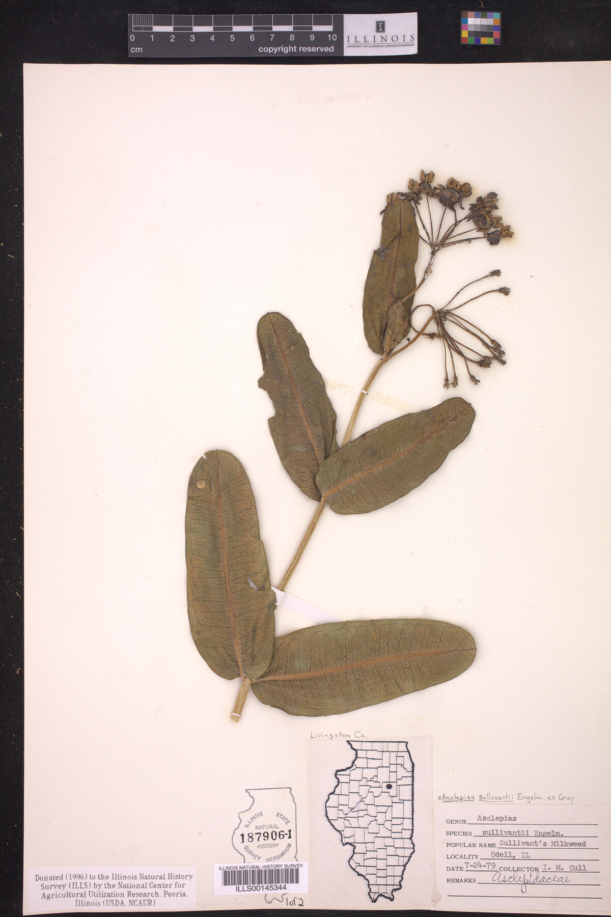 Asclepias sullivantii image