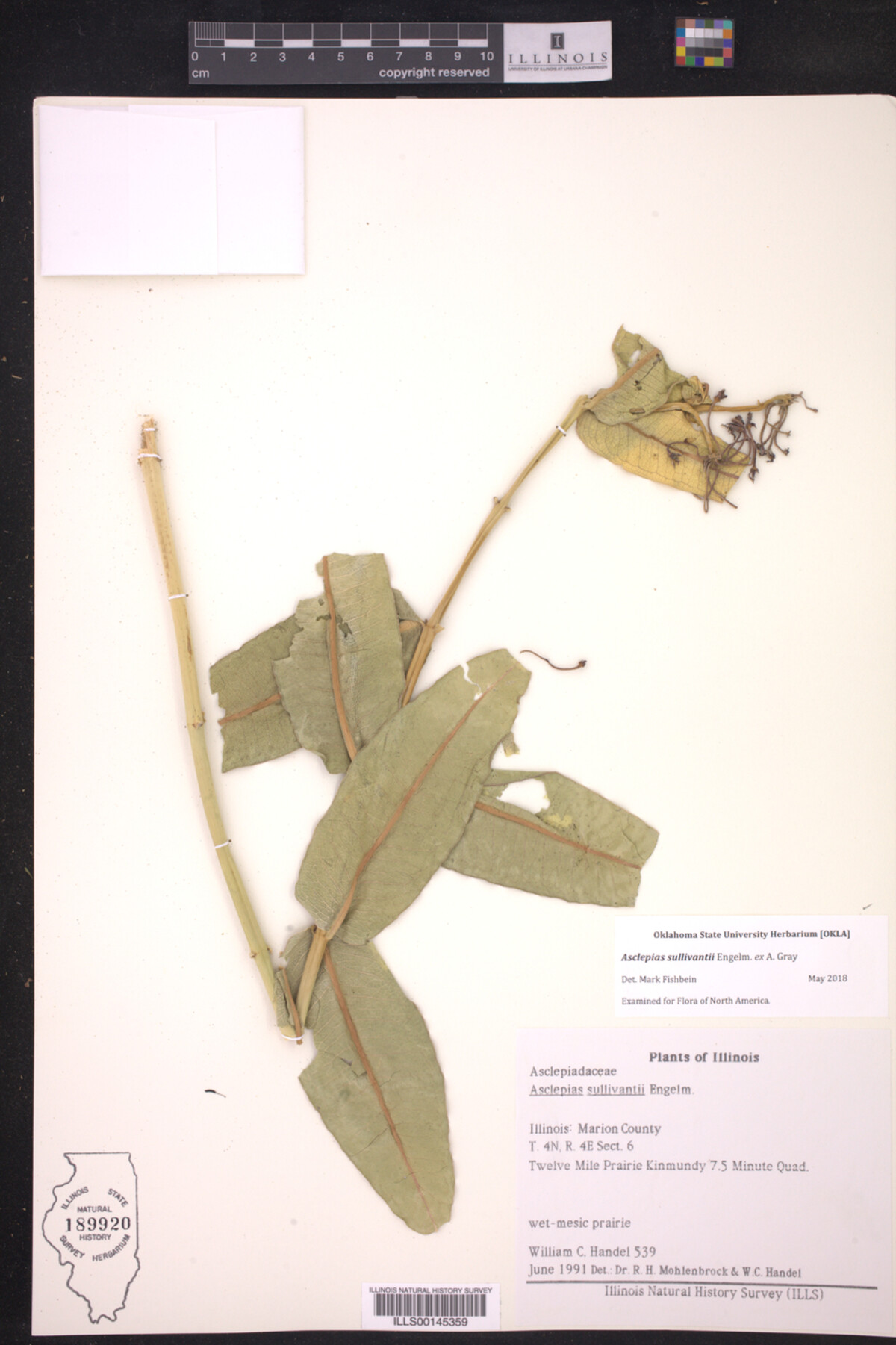 Asclepias sullivantii image