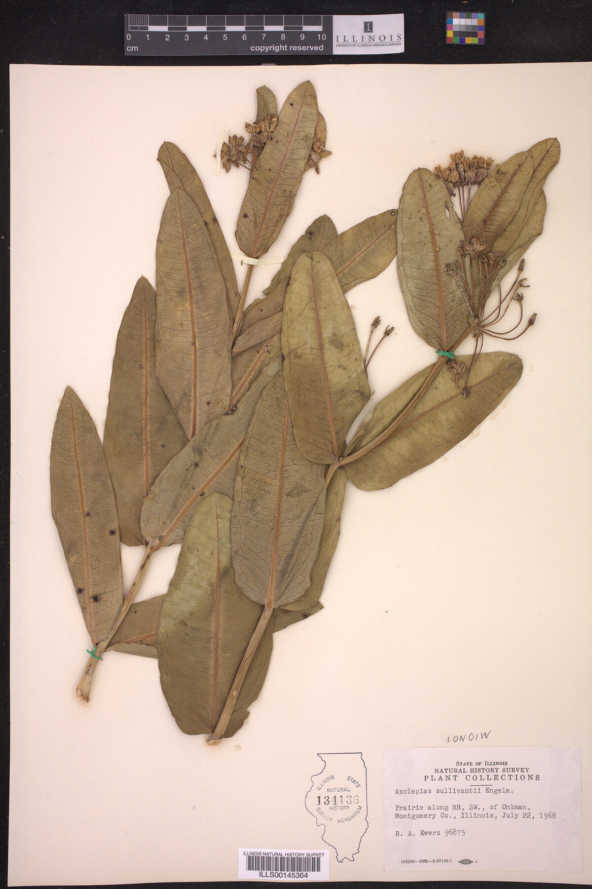 Asclepias sullivantii image