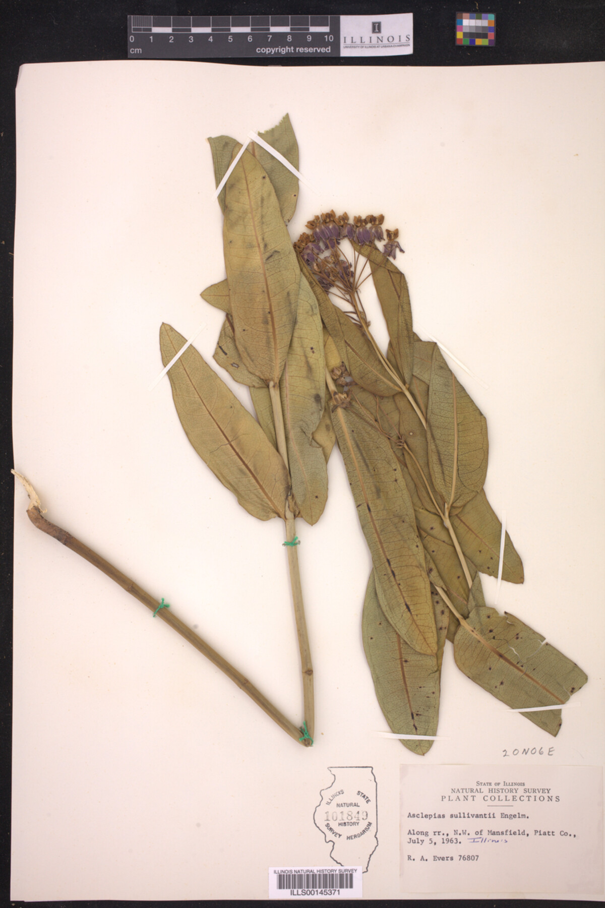 Asclepias sullivantii image