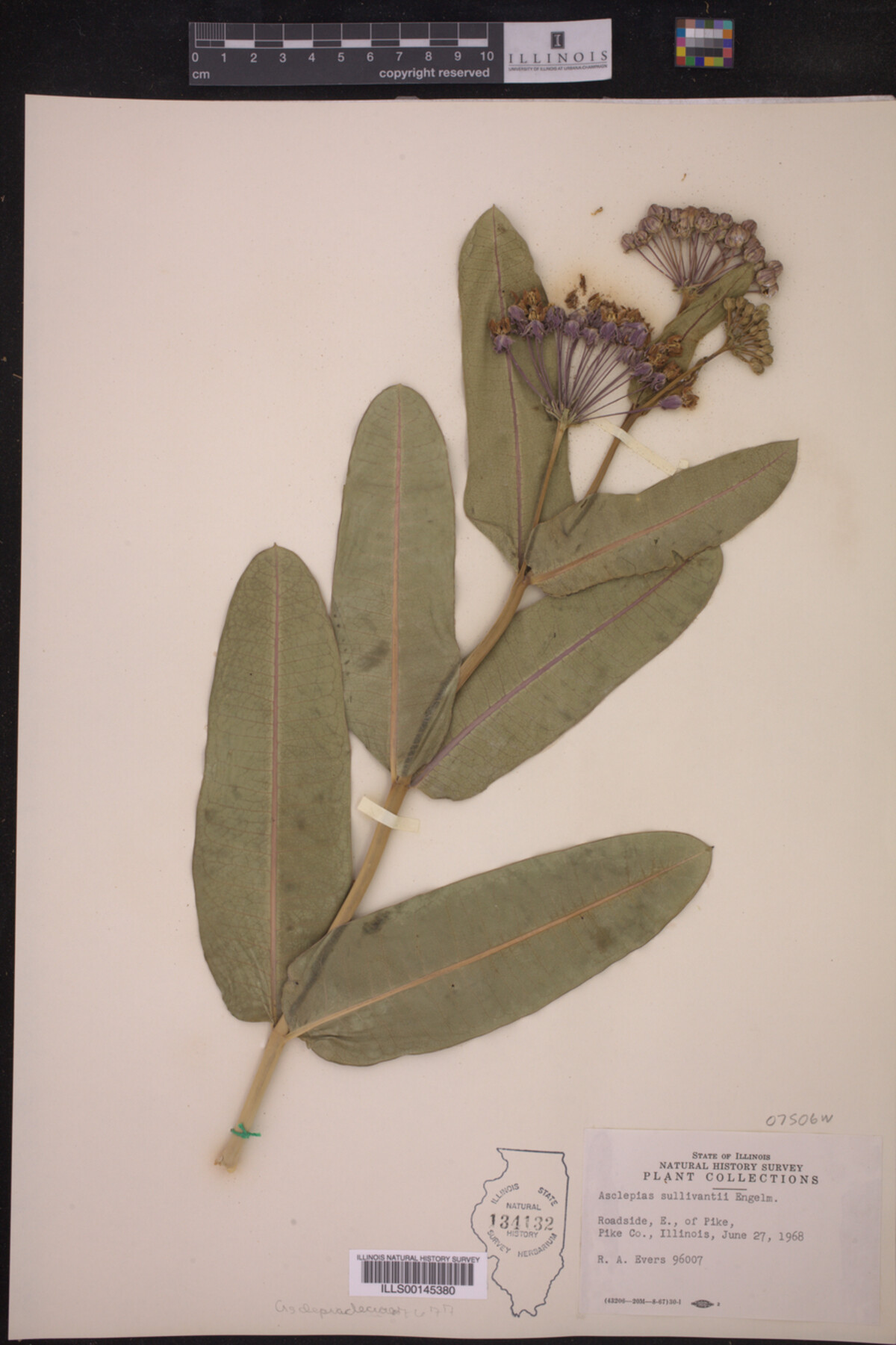 Asclepias sullivantii image