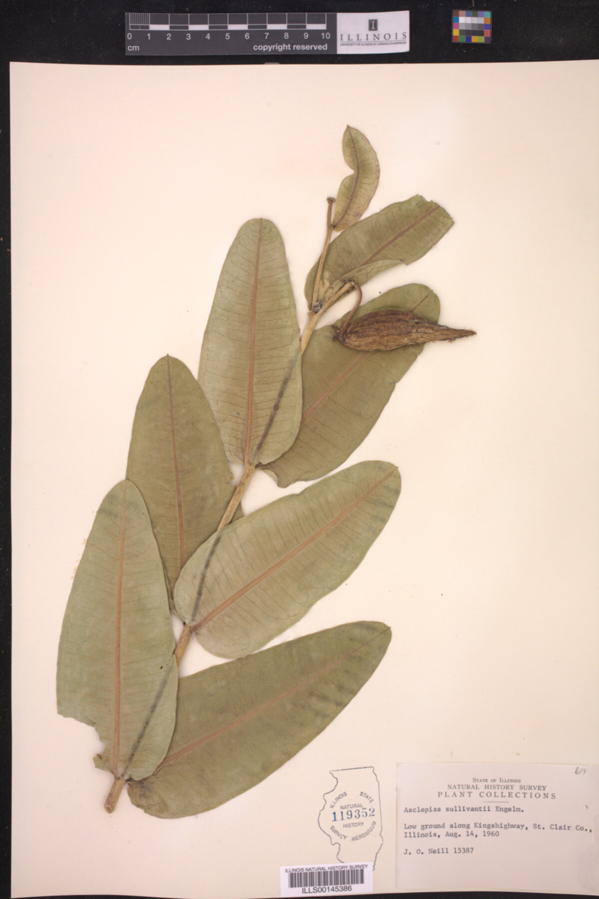 Asclepias sullivantii image