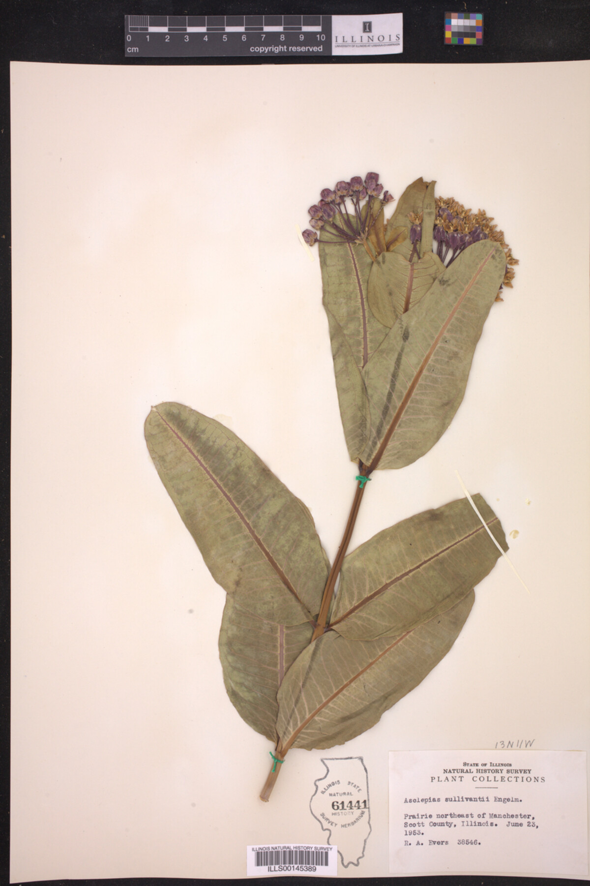 Asclepias sullivantii image