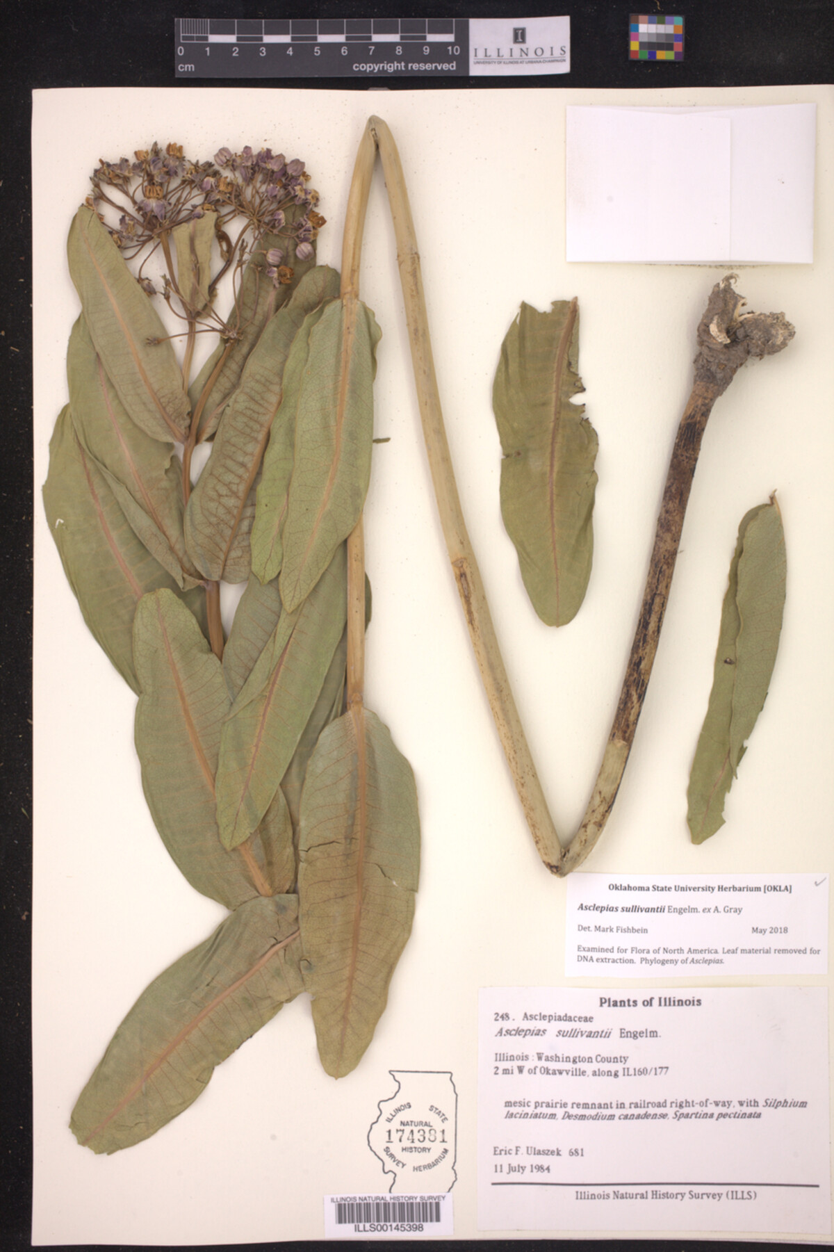 Asclepias sullivantii image