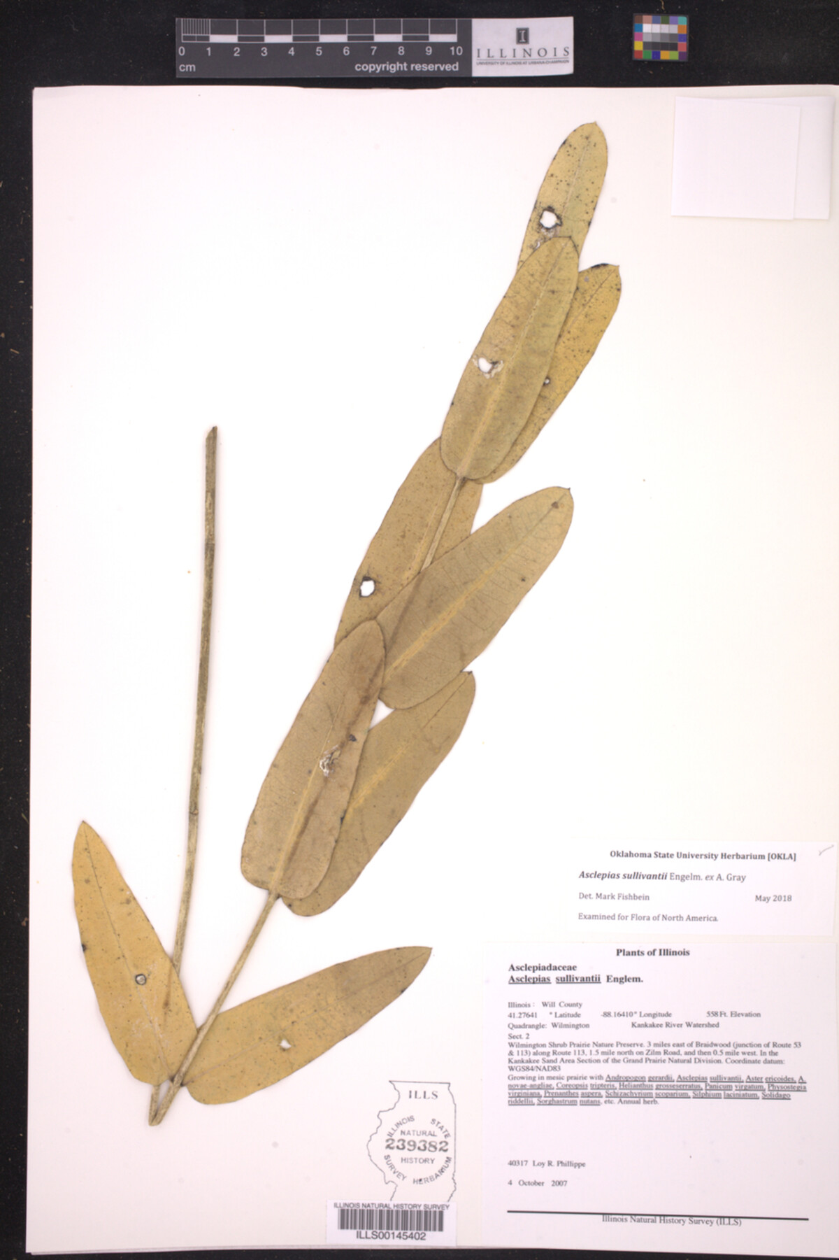 Asclepias sullivantii image