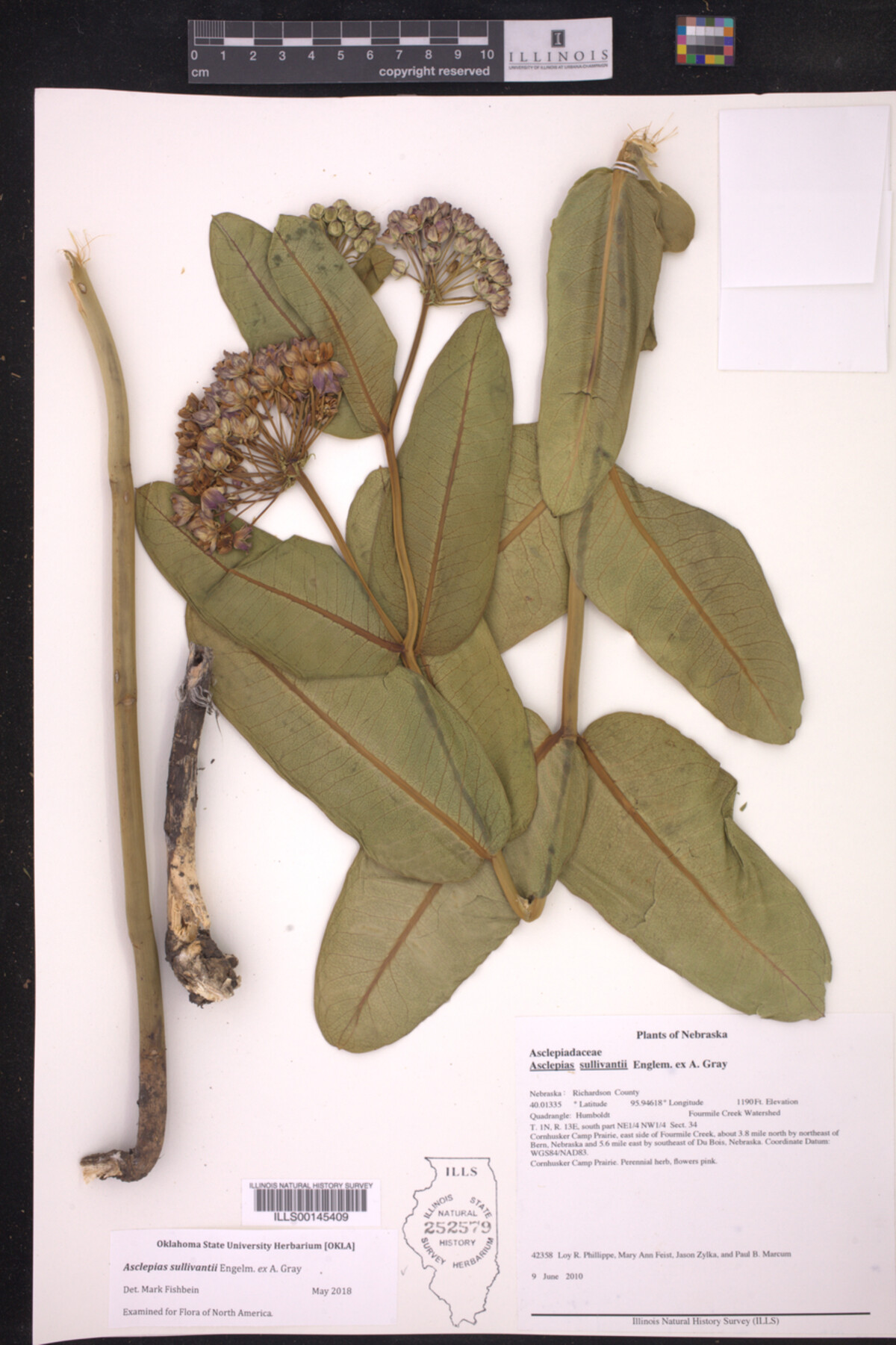 Asclepias sullivantii image