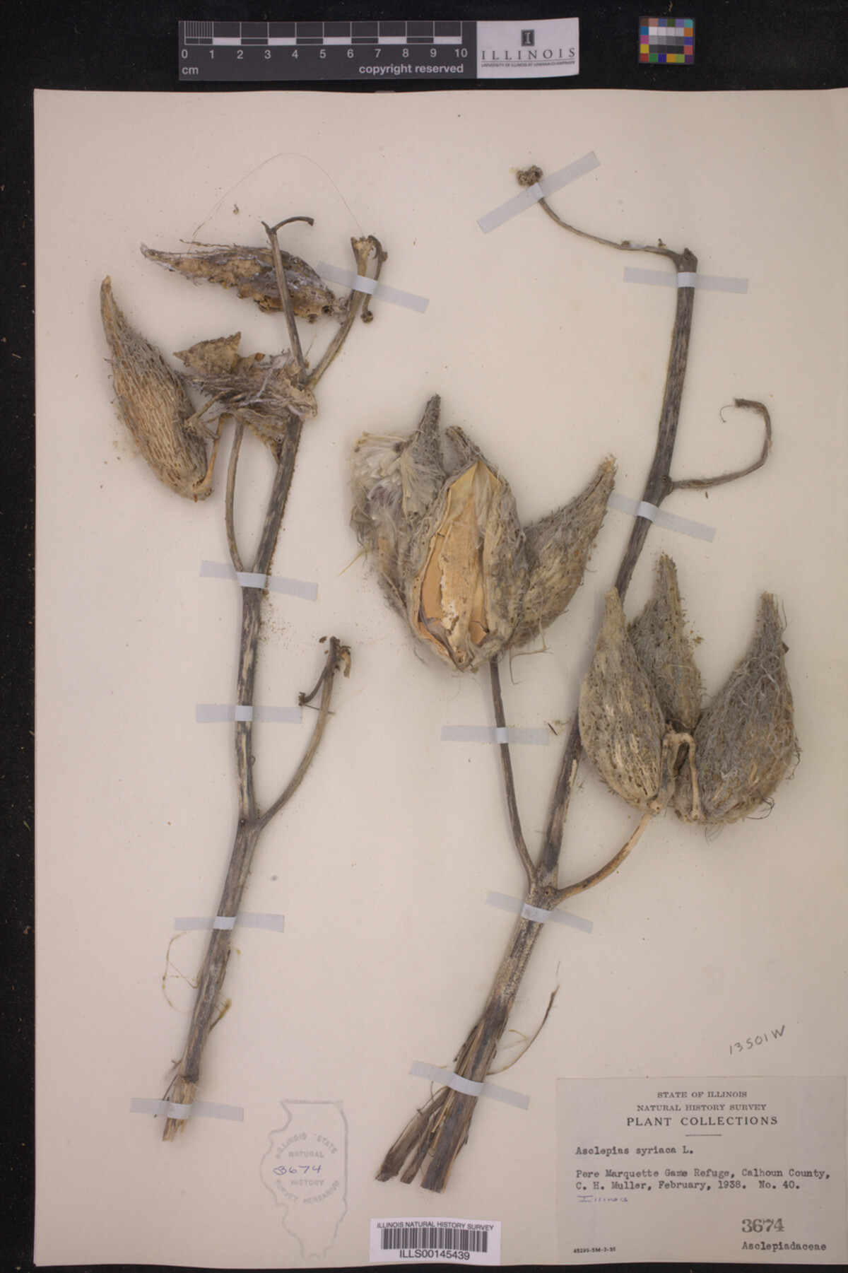 Asclepias syriaca image