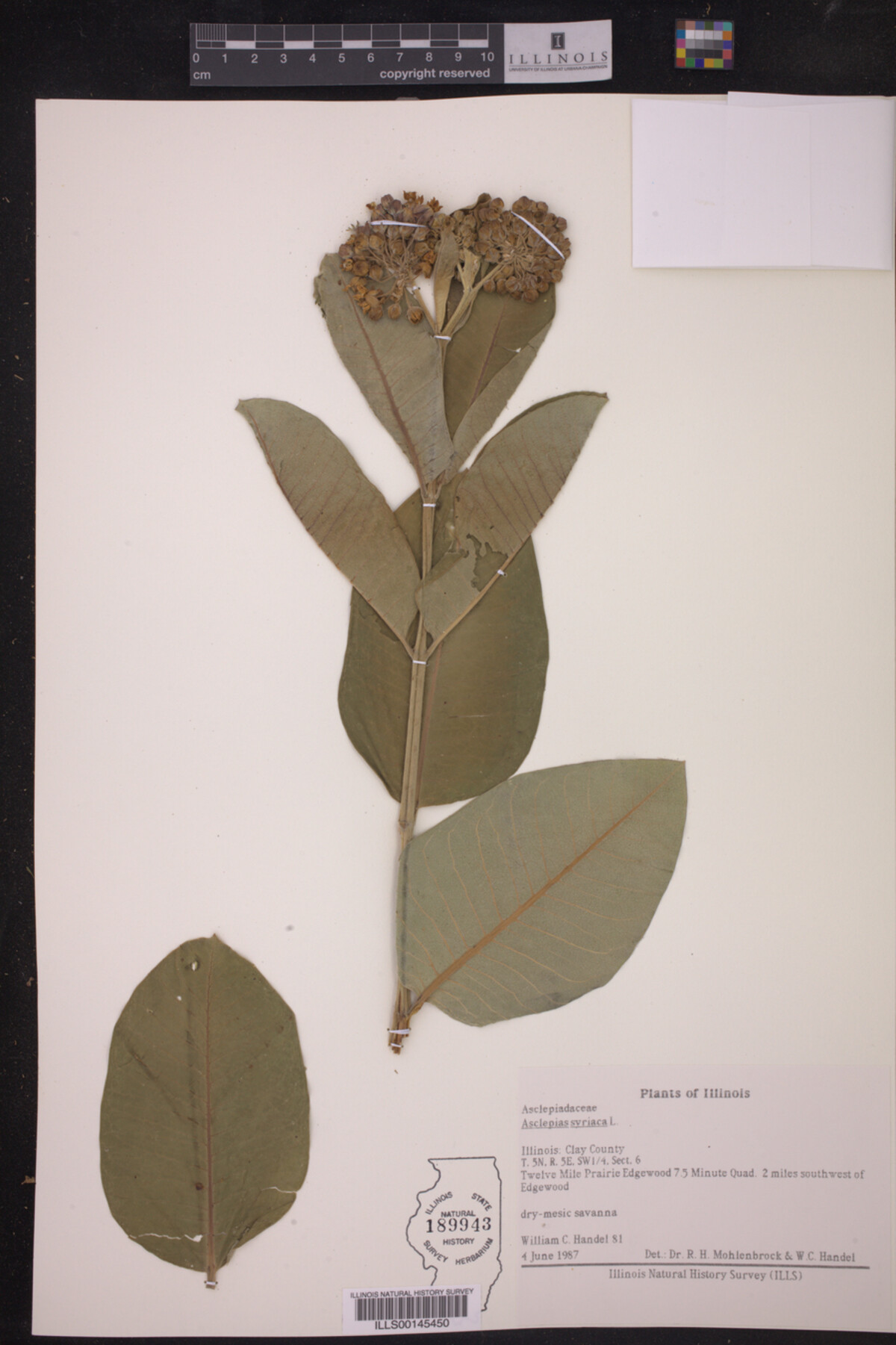 Asclepias image