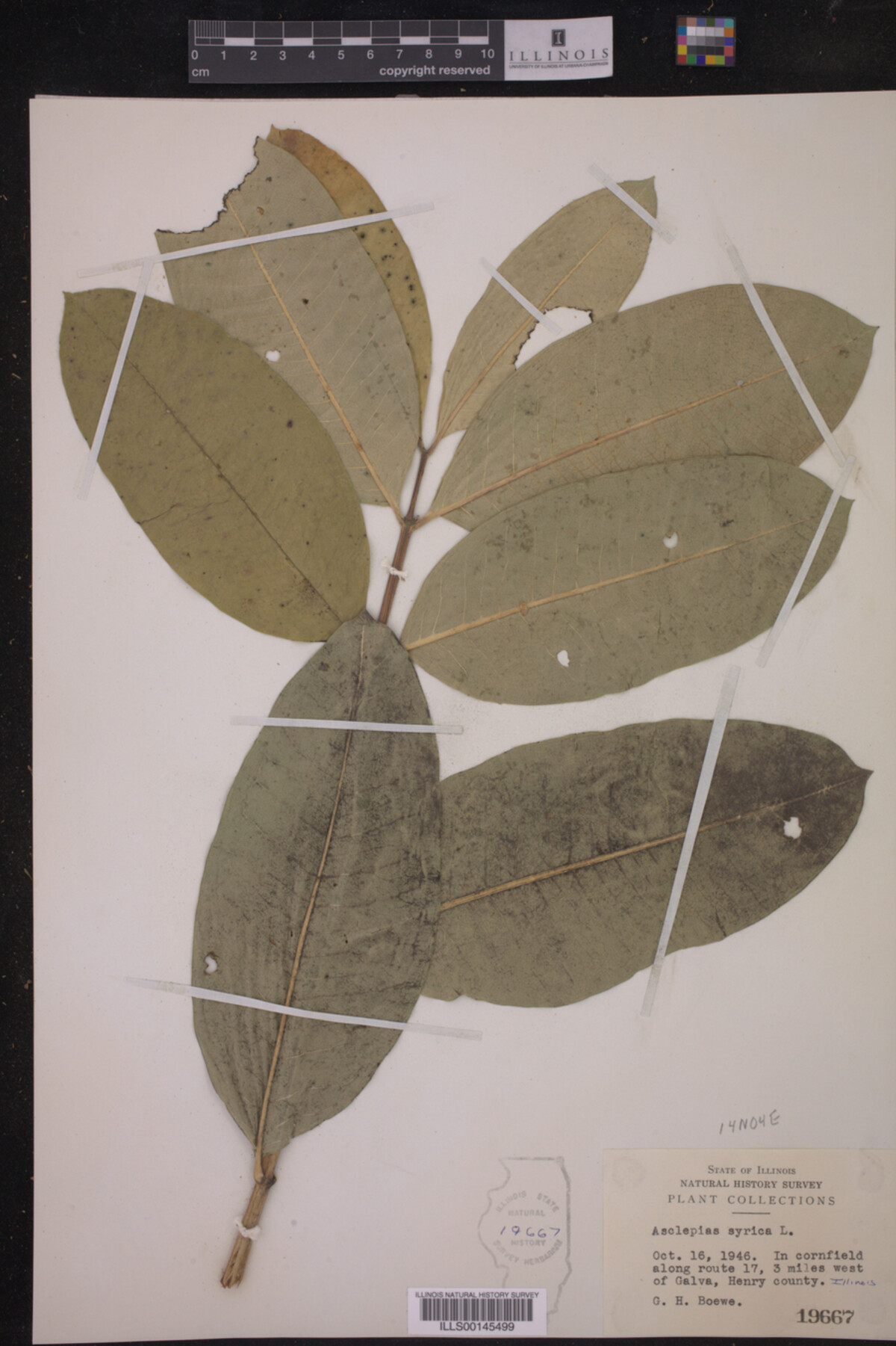 Asclepias syriaca image