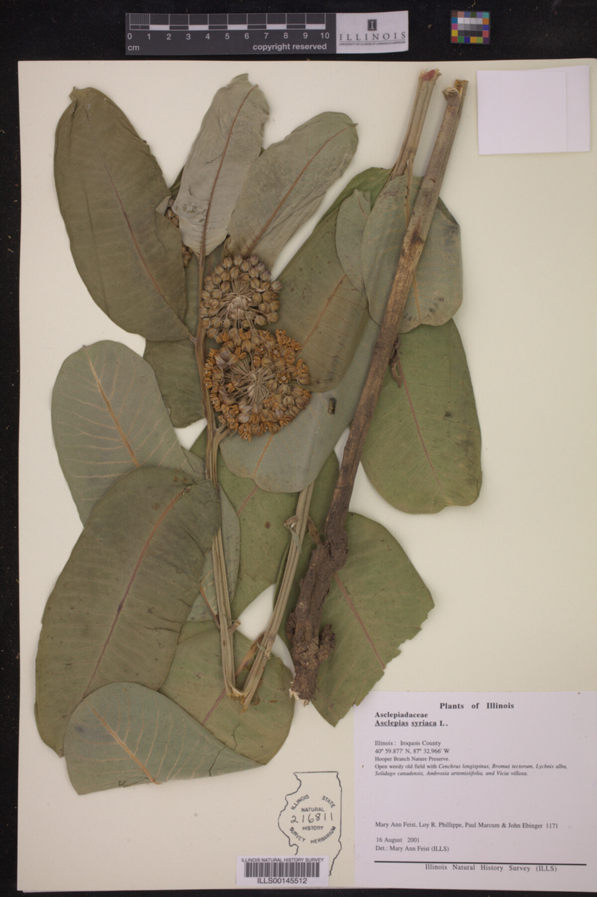 Asclepias syriaca image