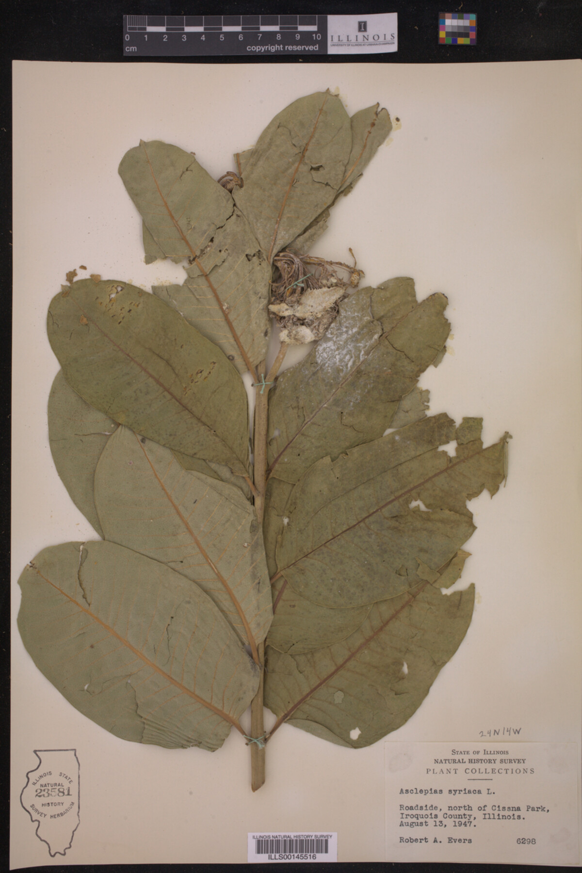 Asclepias image