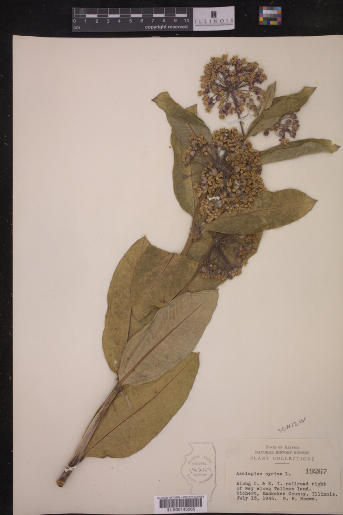 Asclepias syriaca image