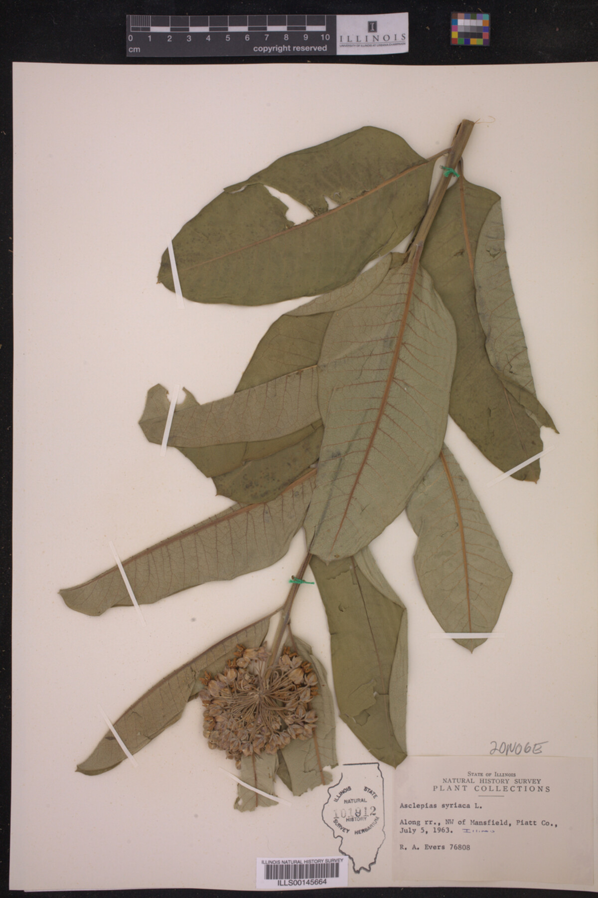 Asclepias syriaca image