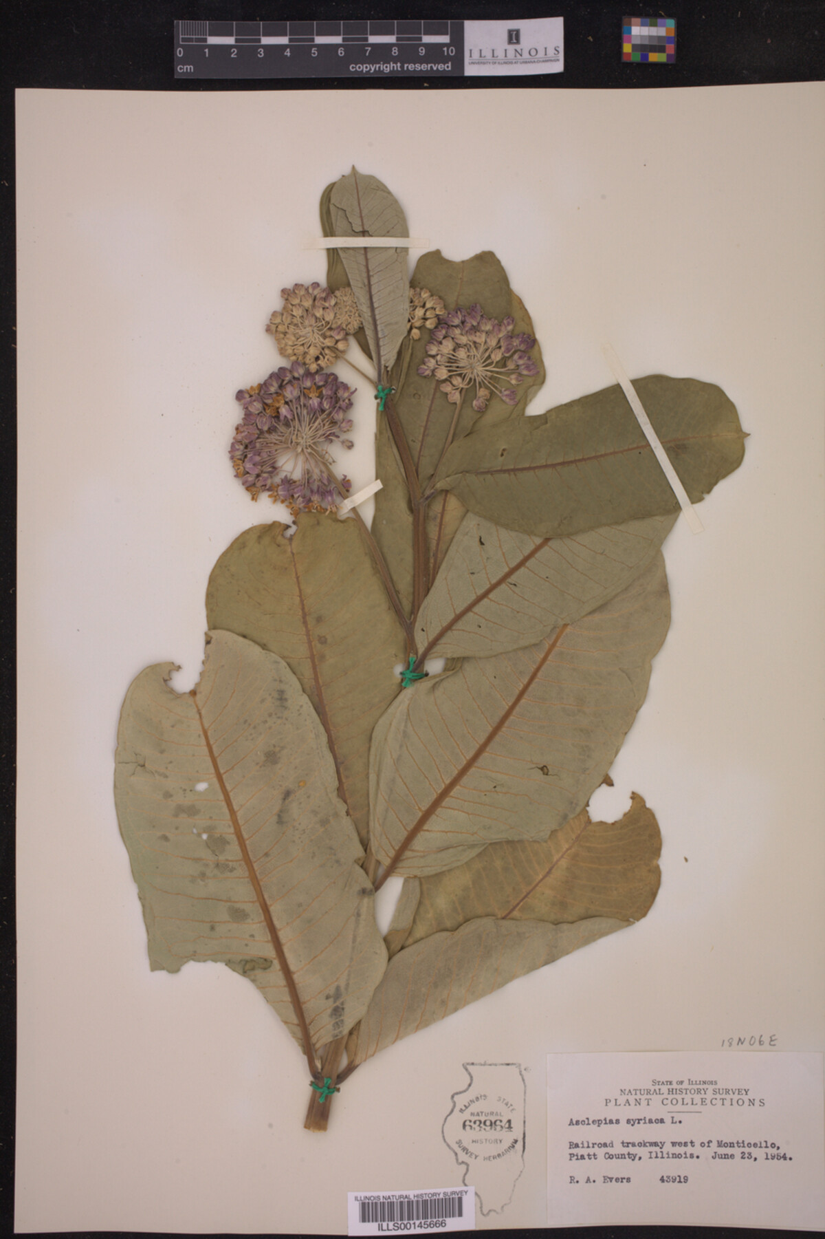 Asclepias syriaca image