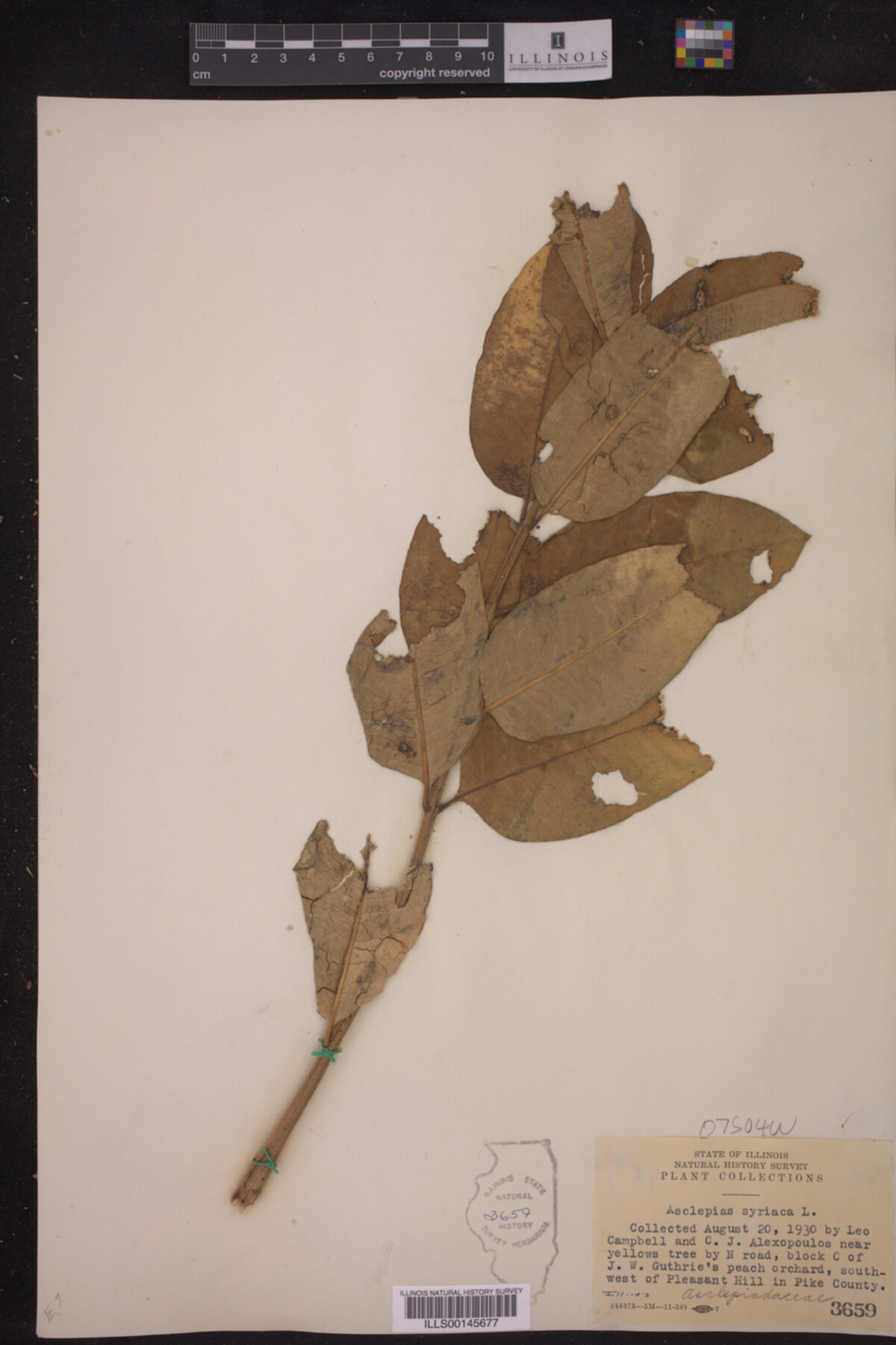 Asclepias syriaca image