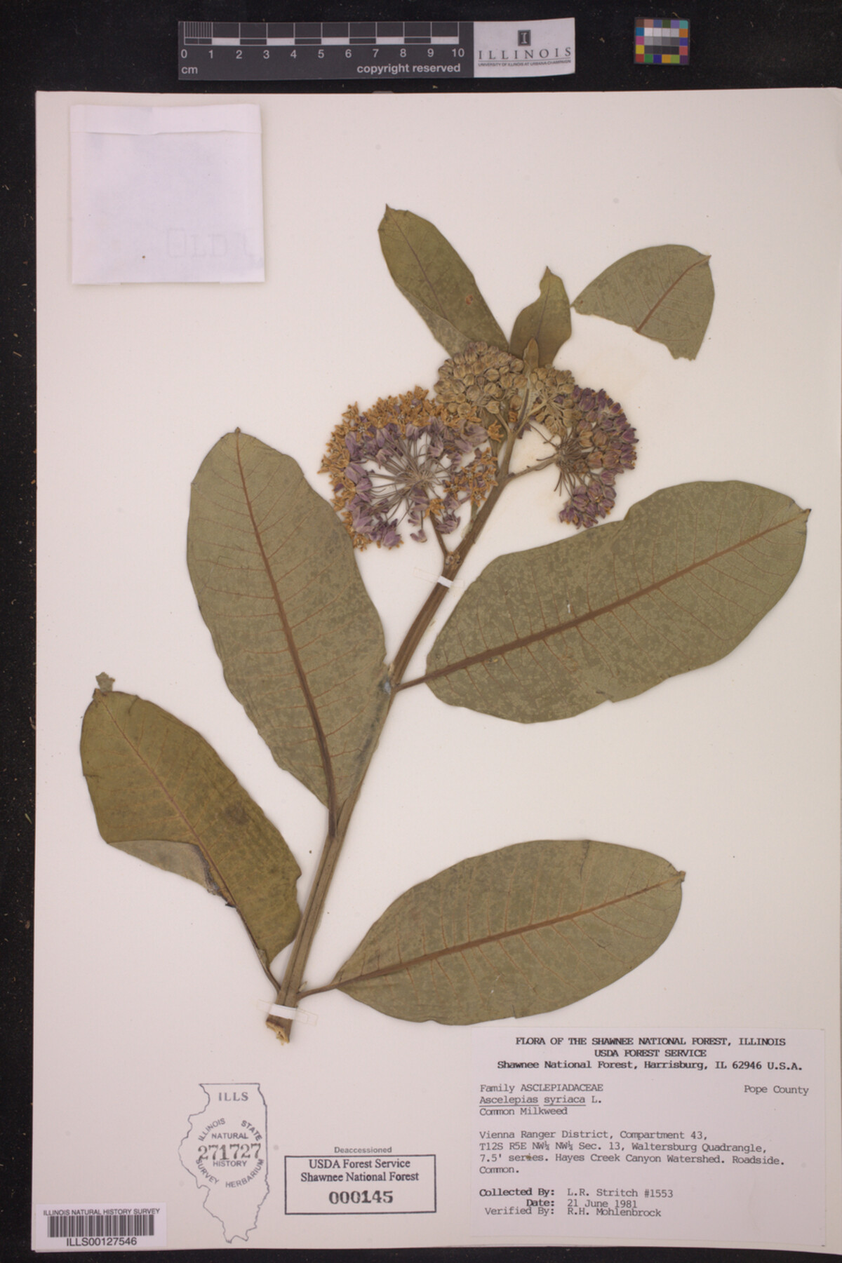 Asclepias syriaca image