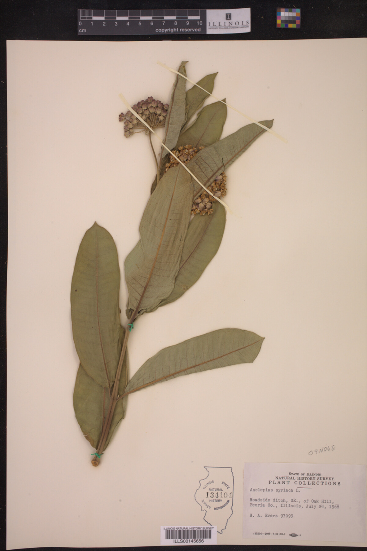 Asclepias syriaca image