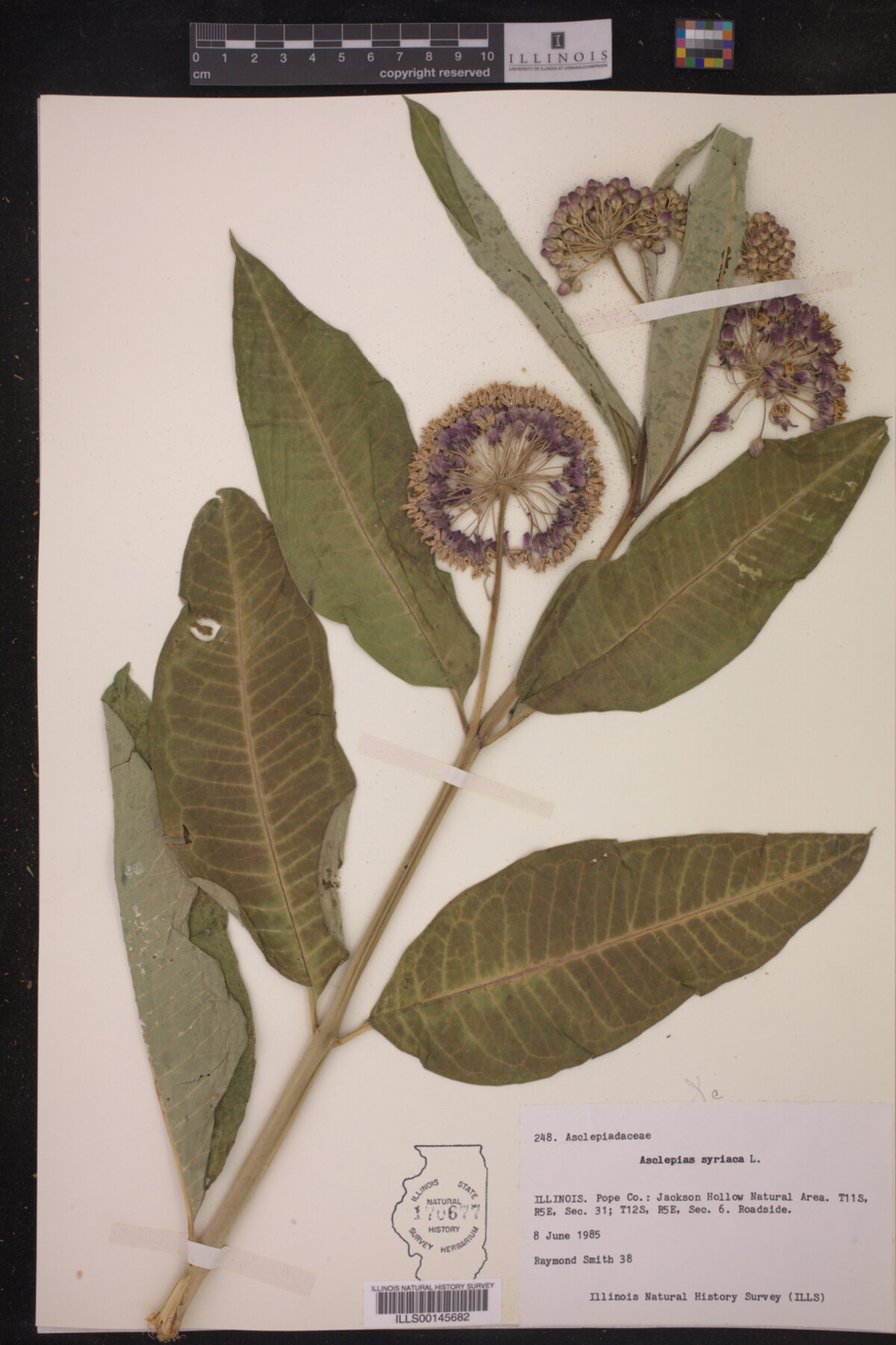 Asclepias syriaca image