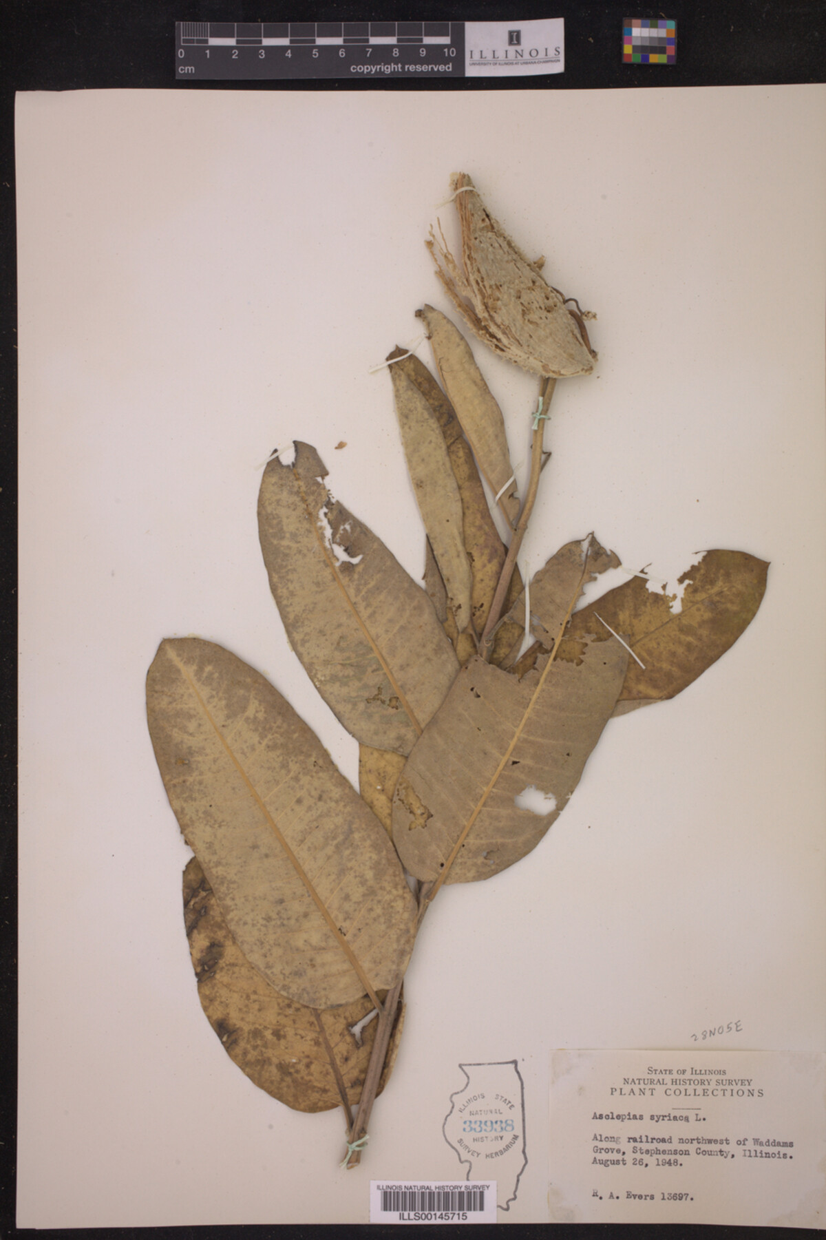 Asclepias syriaca image