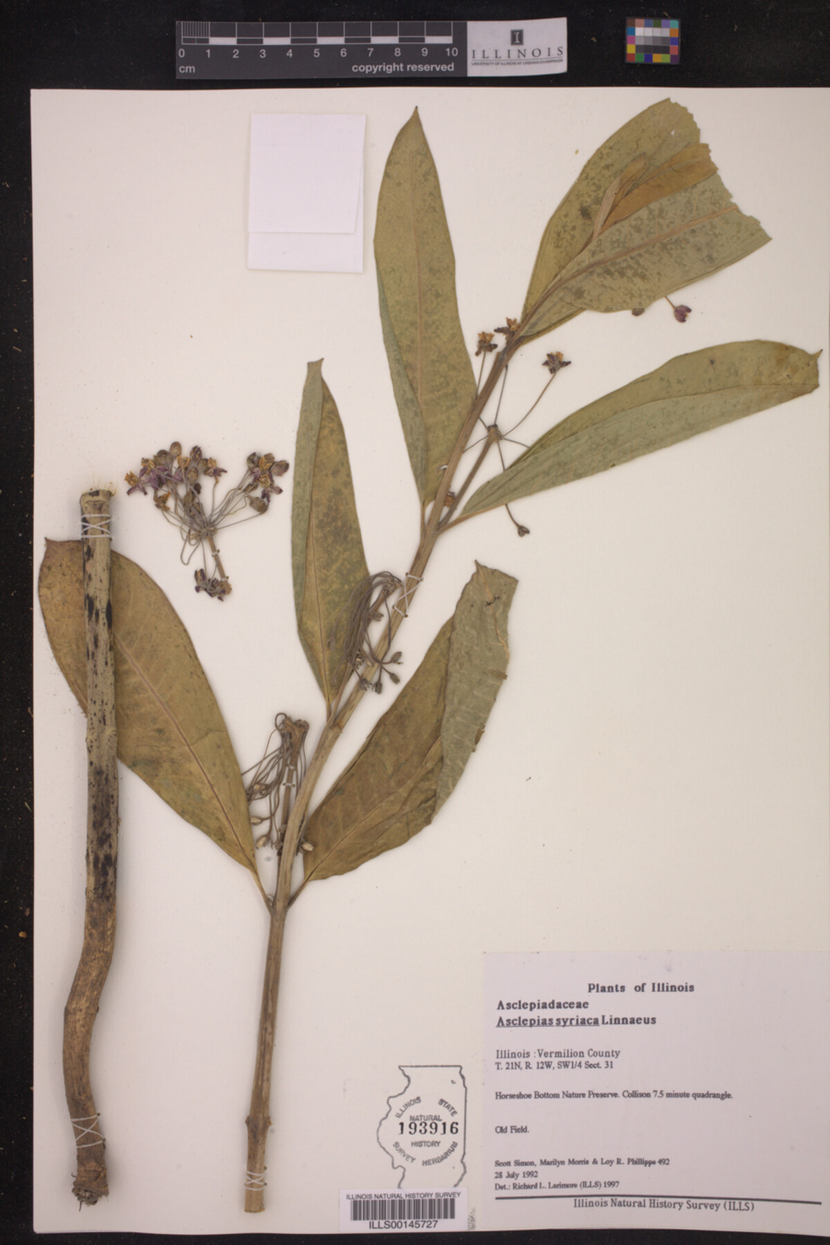 Asclepias syriaca image