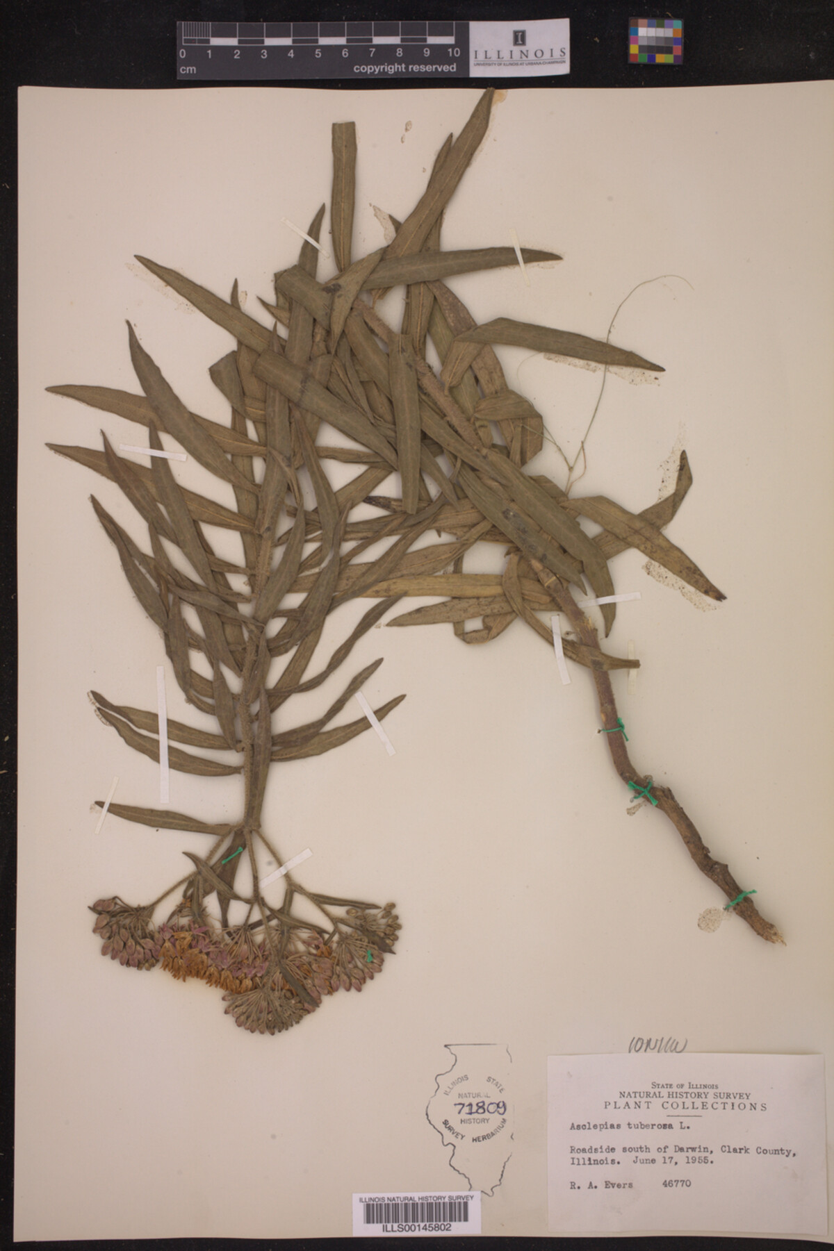 Asclepias tuberosa image