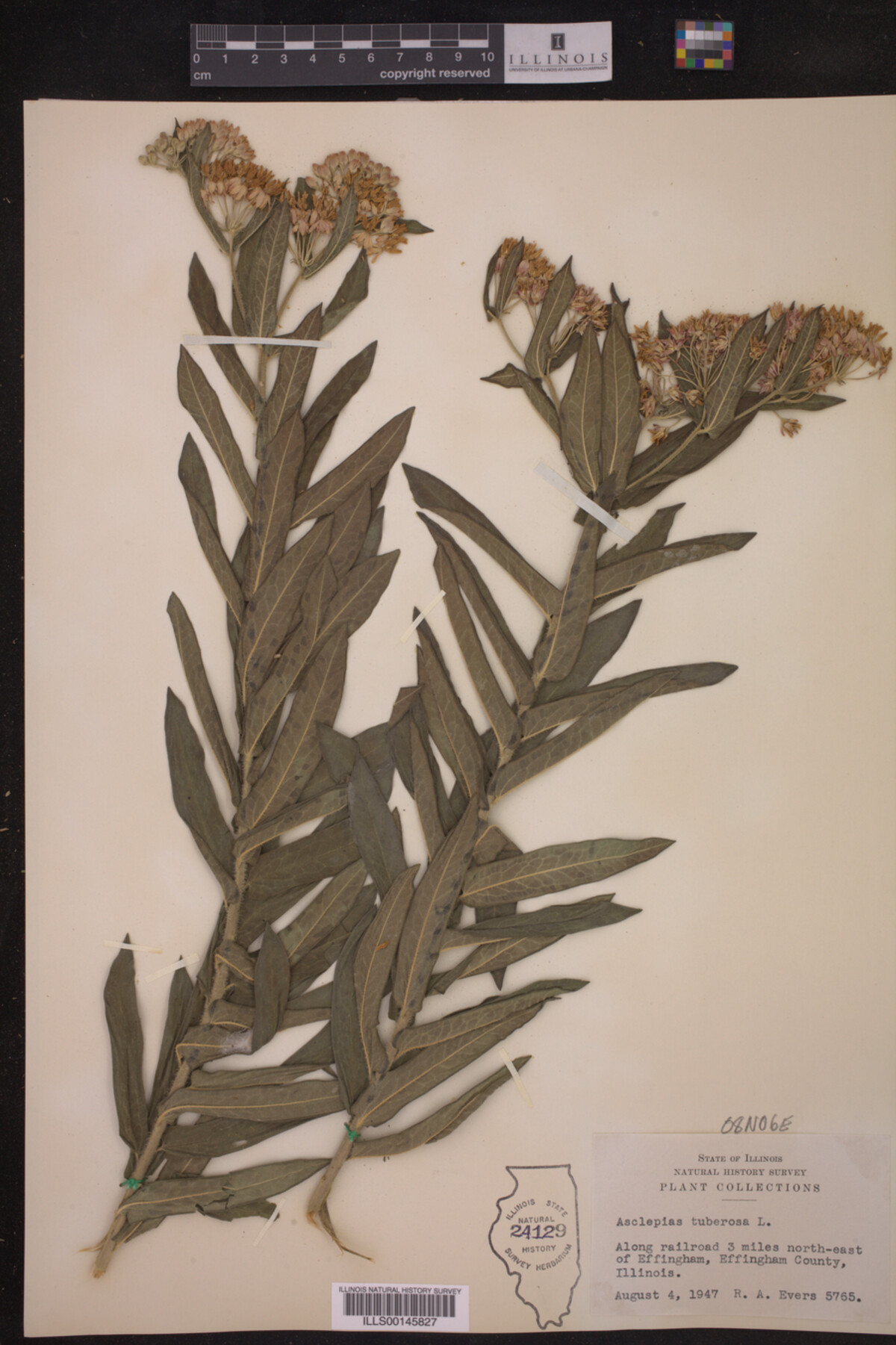 Asclepias tuberosa image