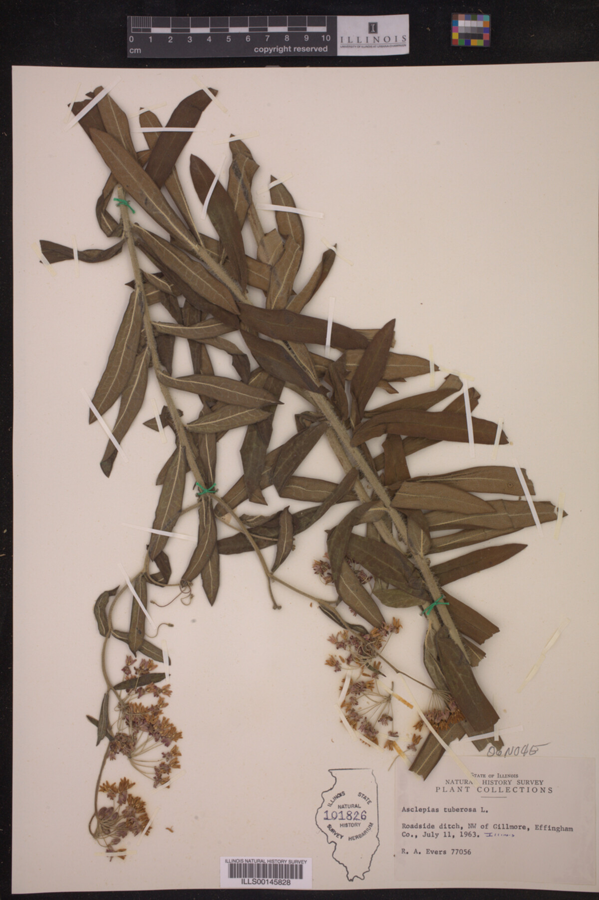 Asclepias tuberosa image