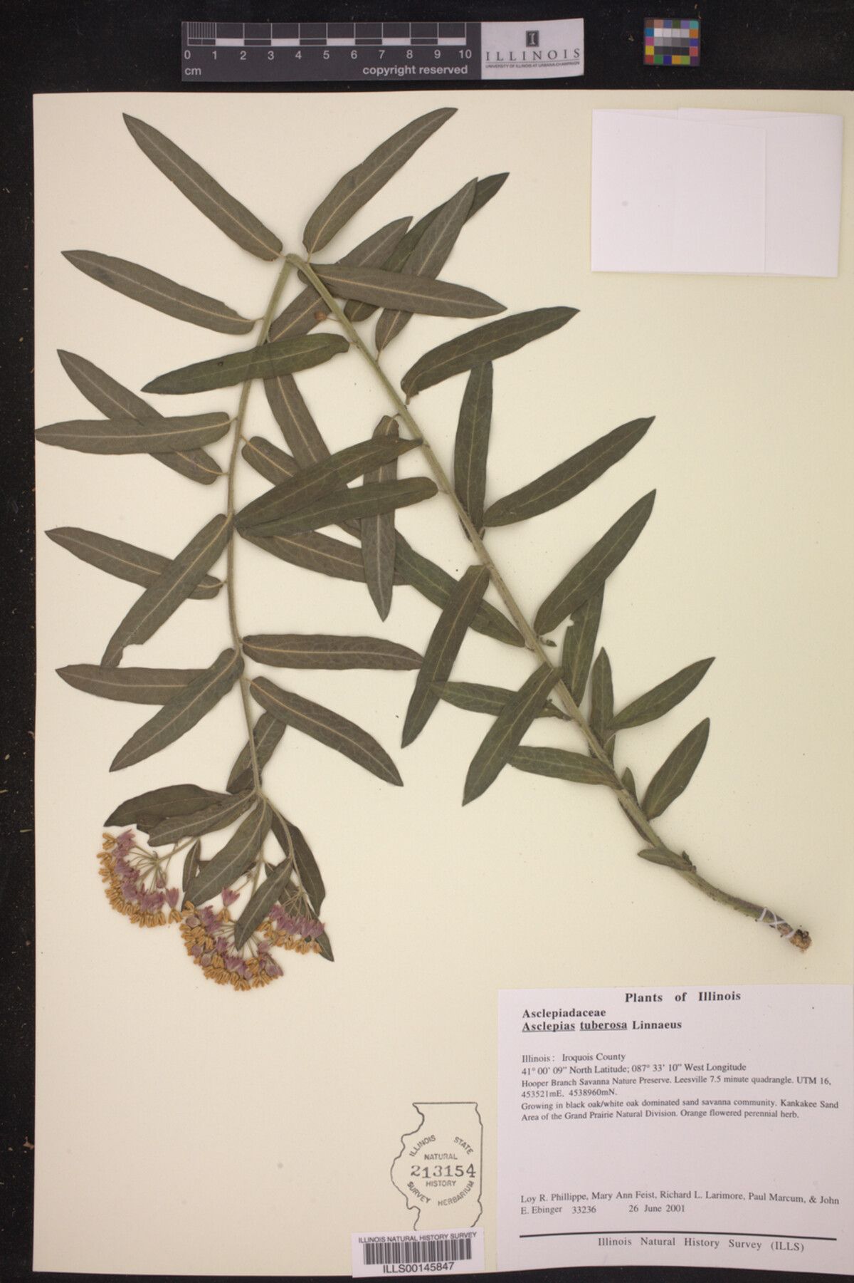 Asclepias image