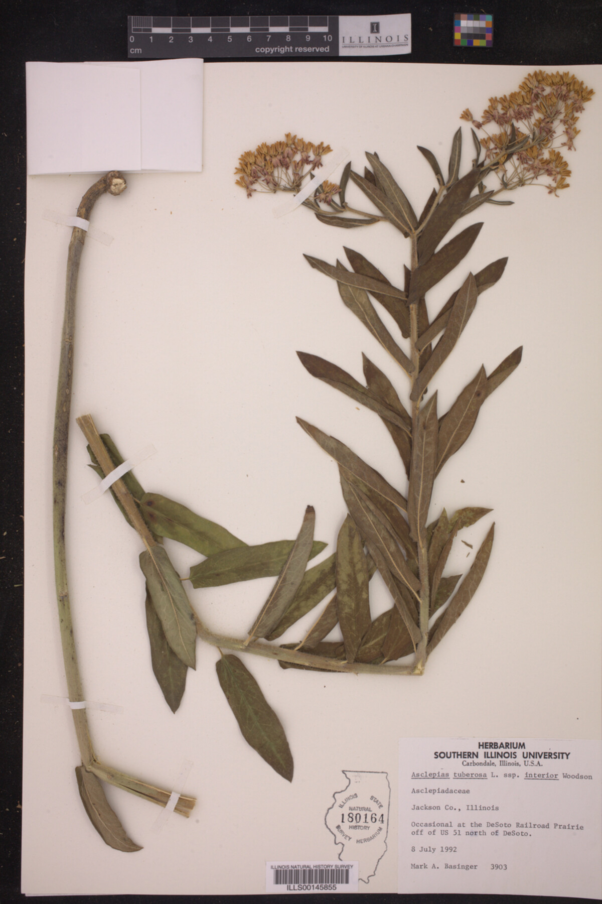 Asclepias tuberosa ssp. interior image