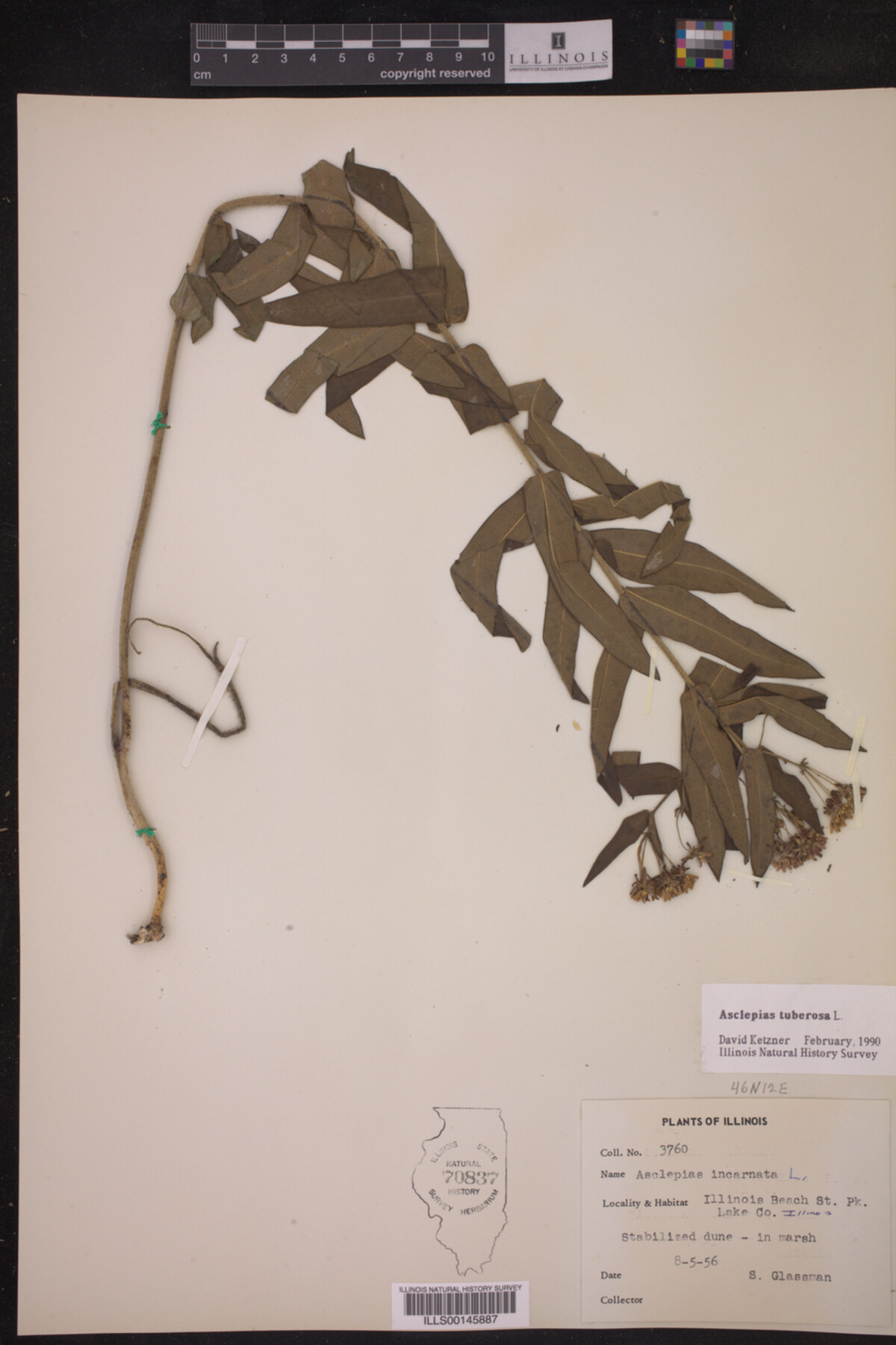 Asclepias tuberosa image