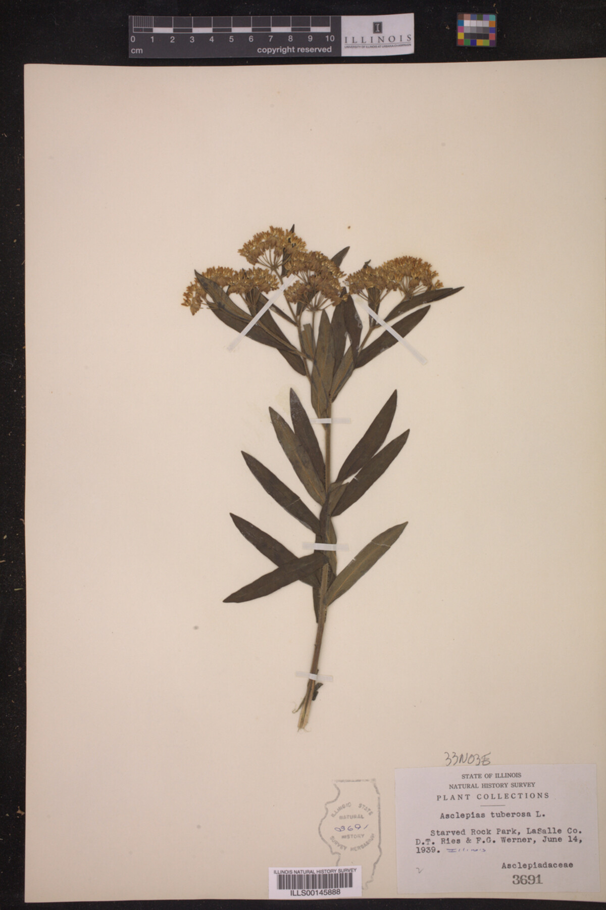 Asclepias tuberosa image
