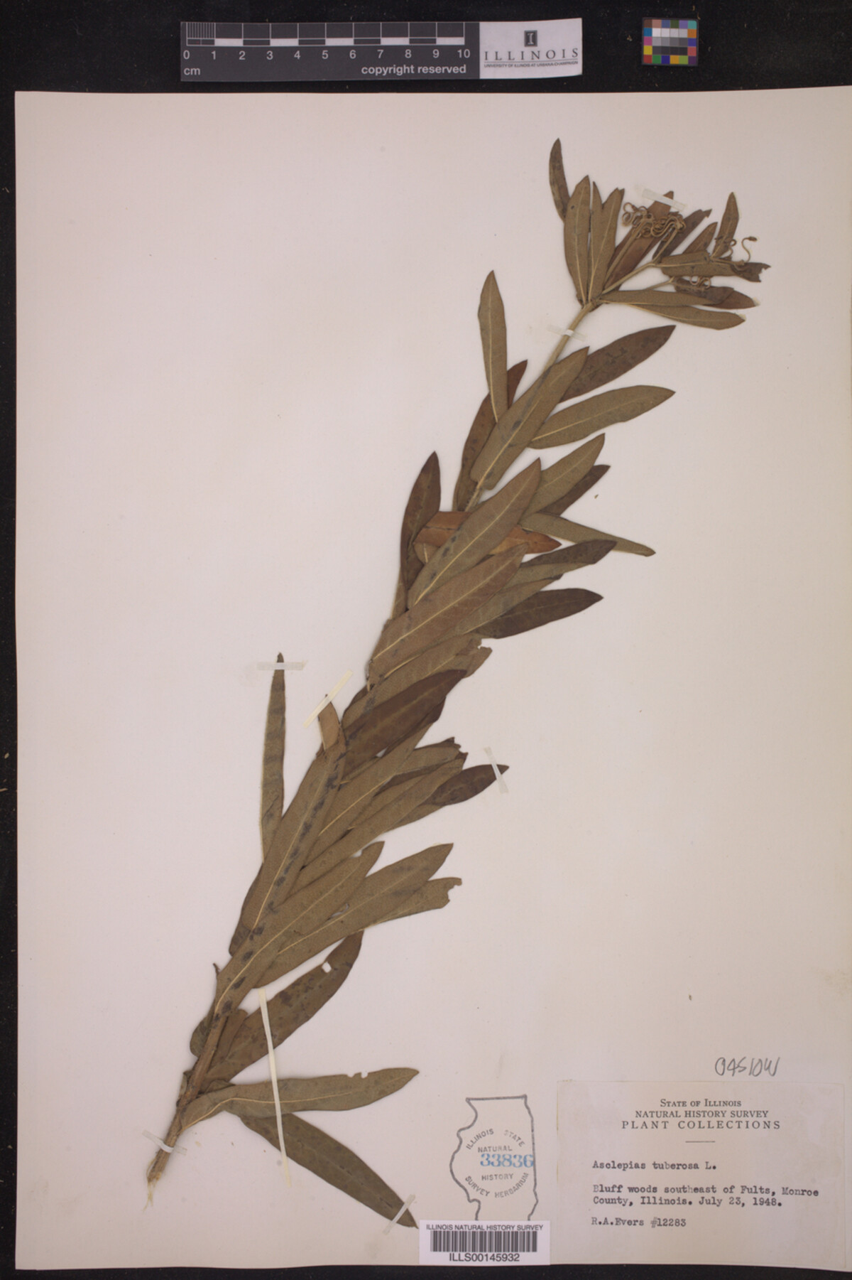 Asclepias tuberosa image