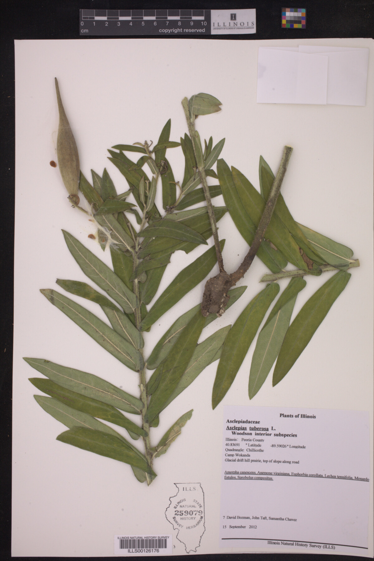 Asclepias tuberosa subsp. interior image