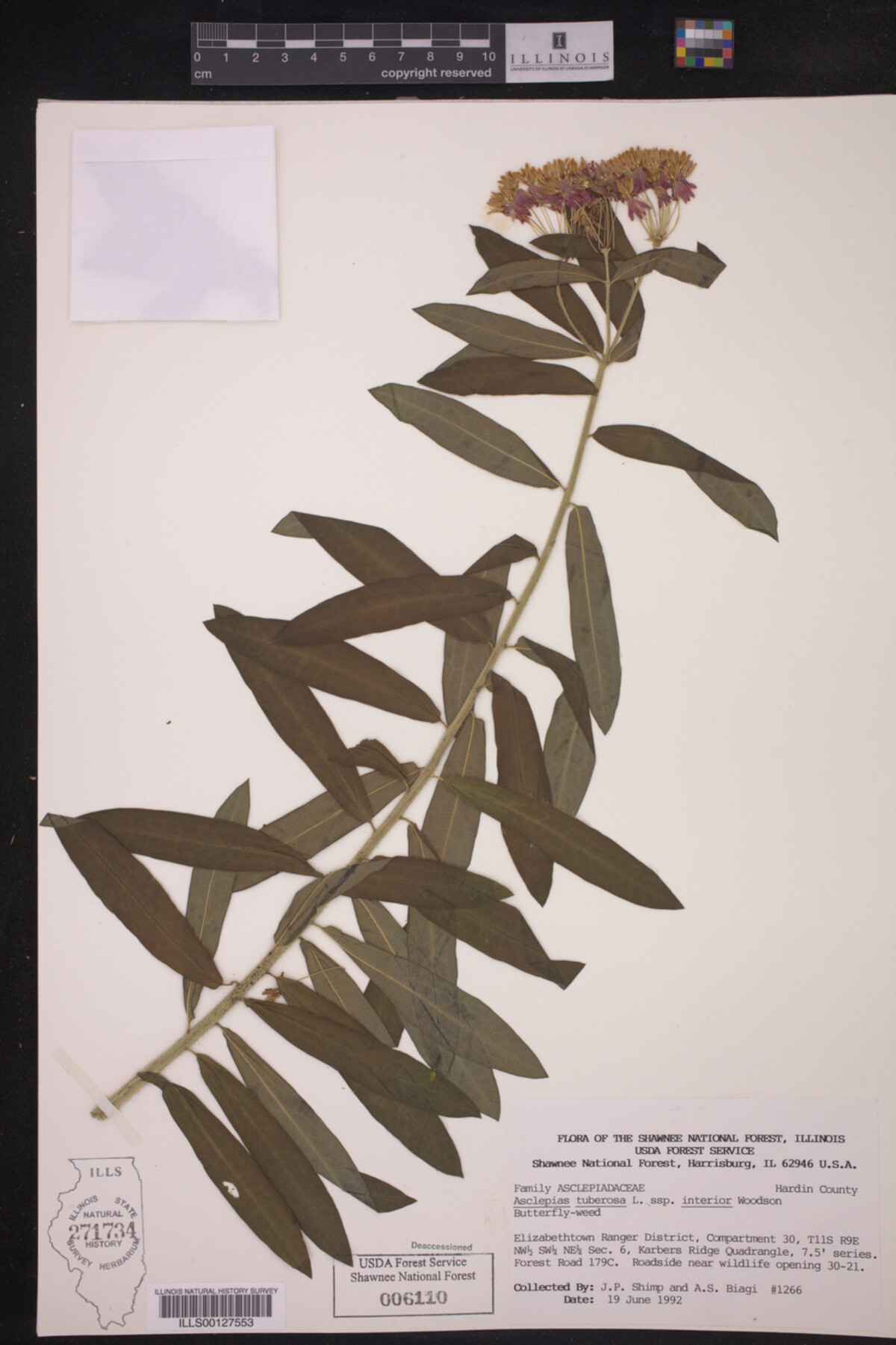 Asclepias tuberosa subsp. interior image
