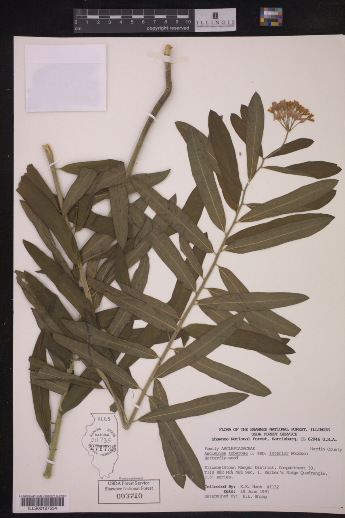 Asclepias tuberosa ssp. interior image