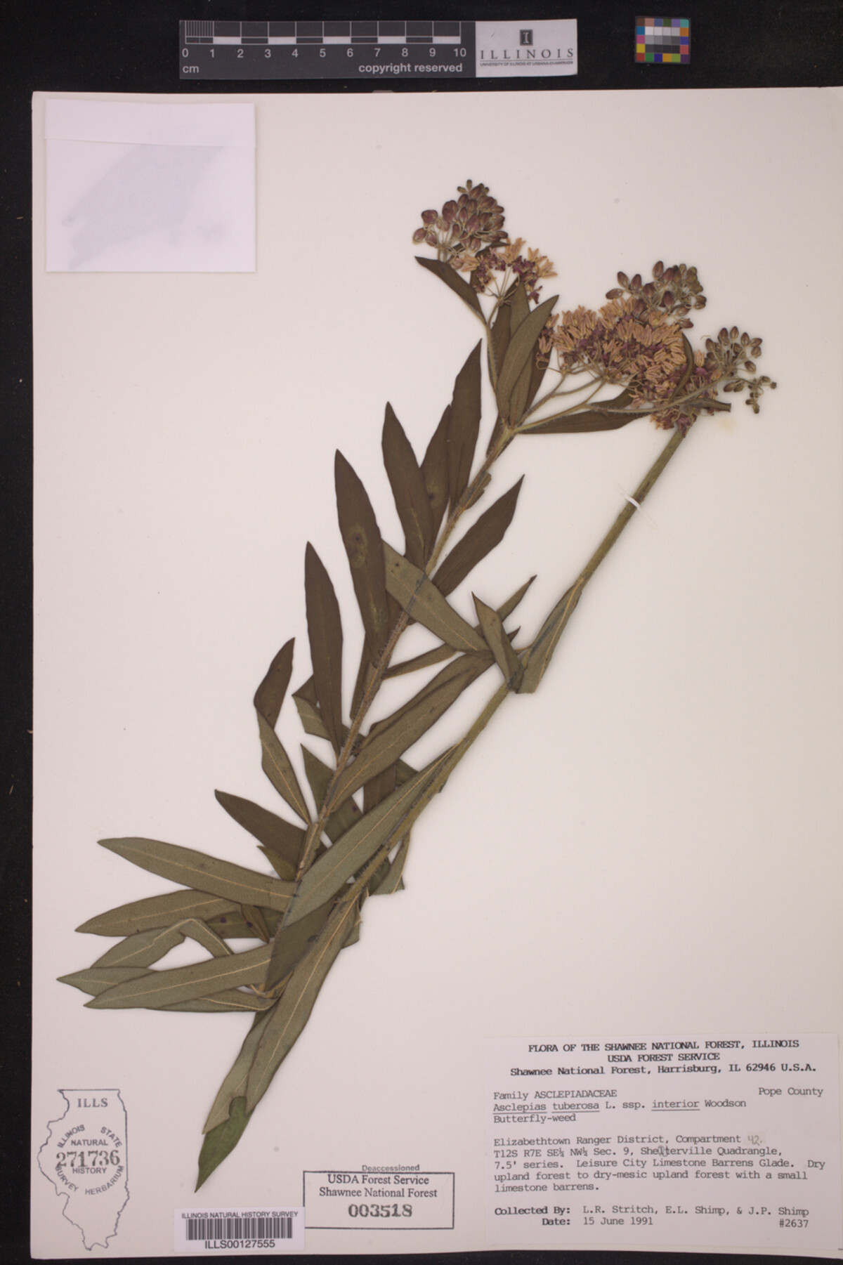 Asclepias tuberosa ssp. interior image