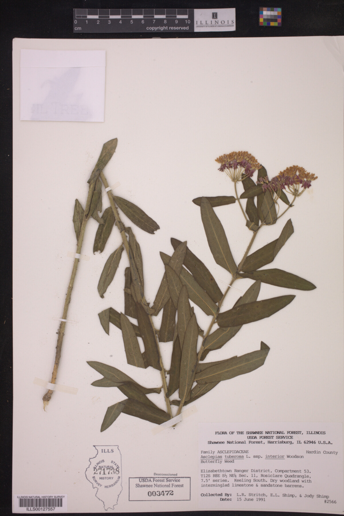 Asclepias tuberosa ssp. interior image