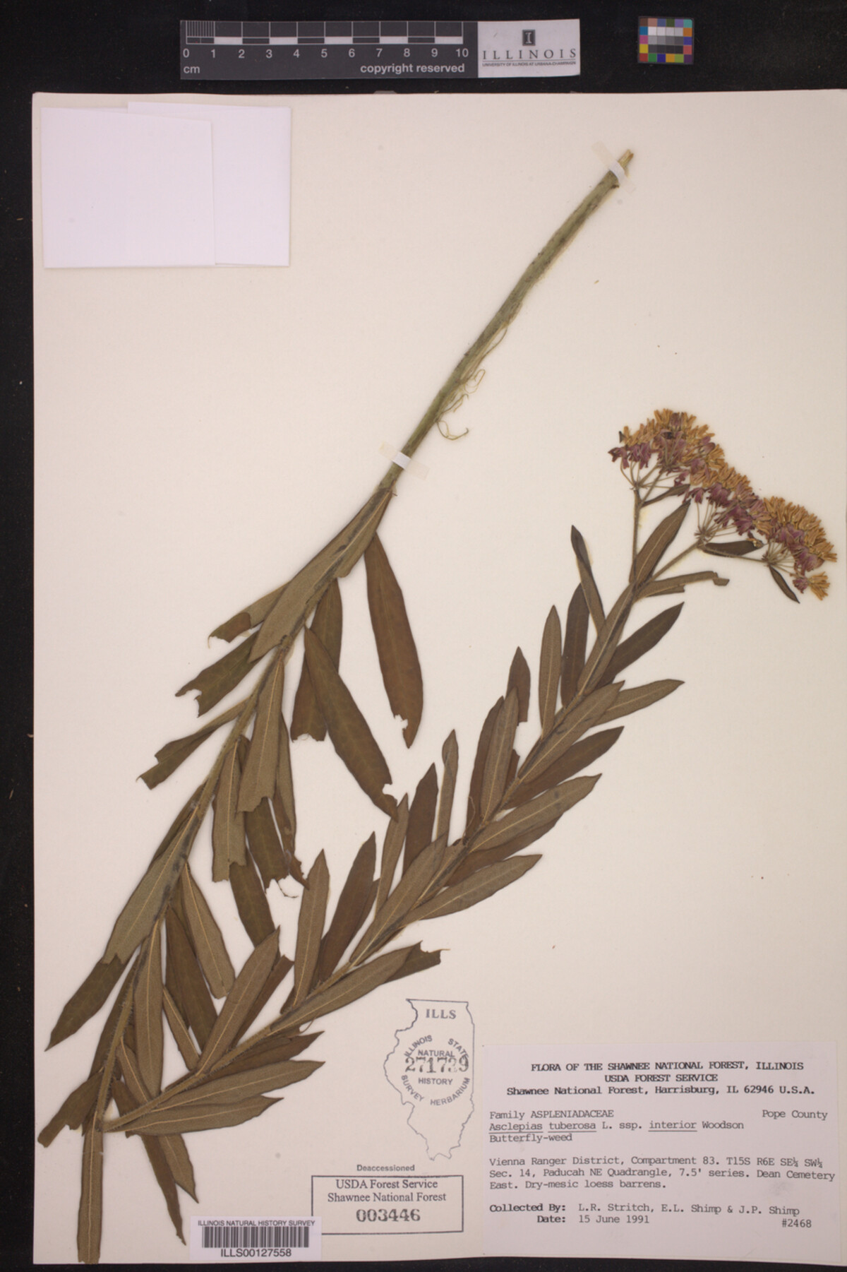 Asclepias tuberosa ssp. interior image