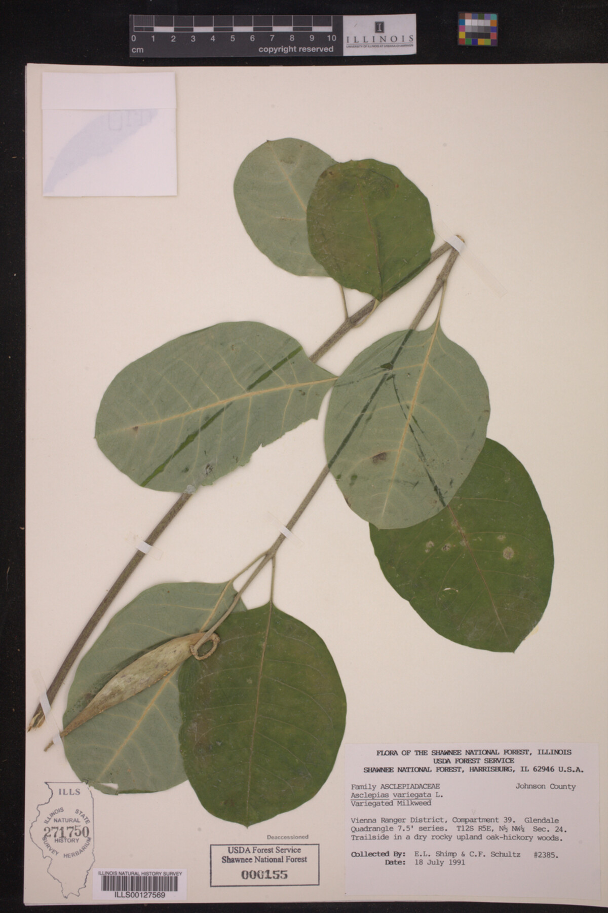 Asclepias variegata image