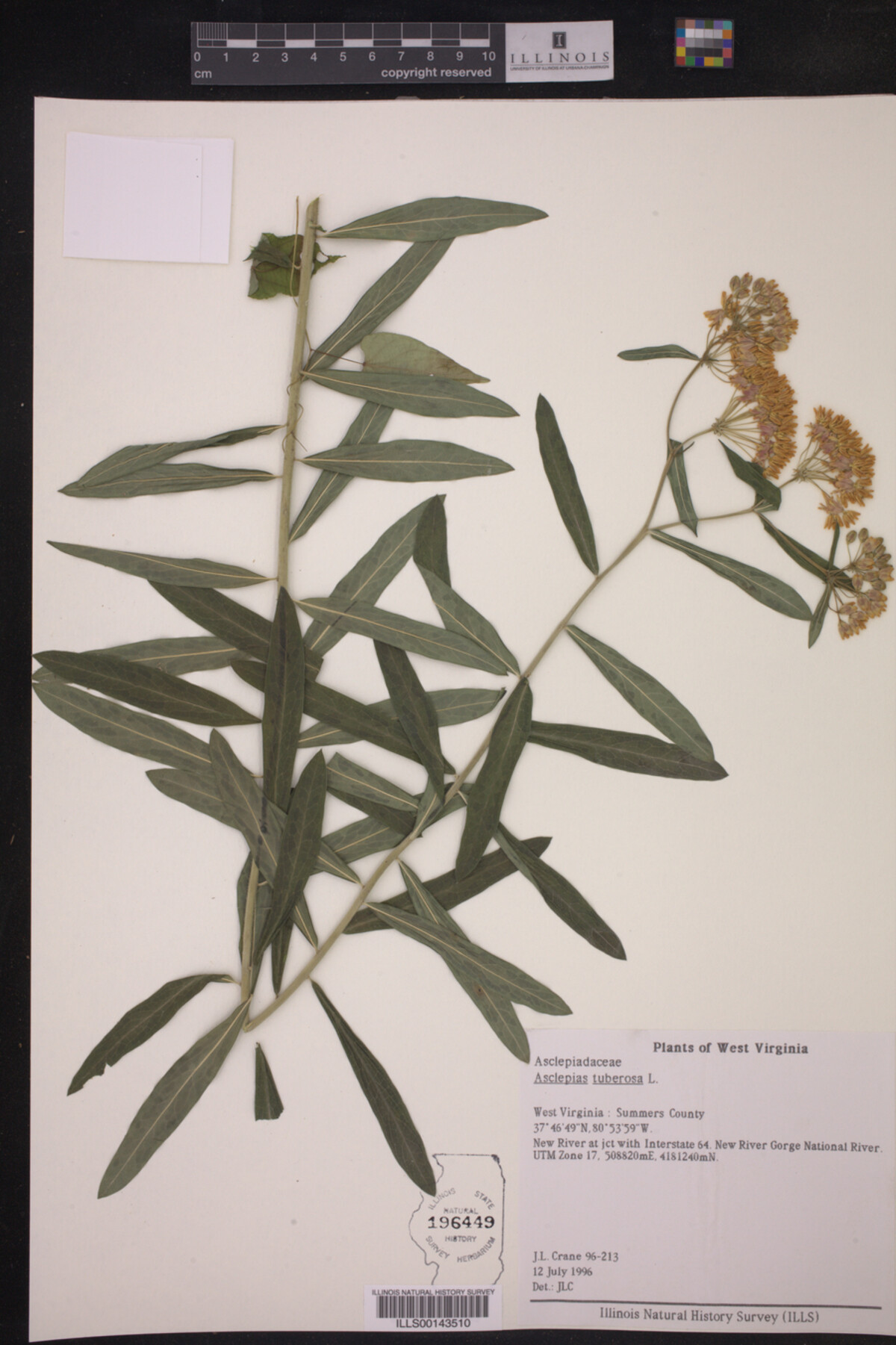 Asclepias tuberosa image