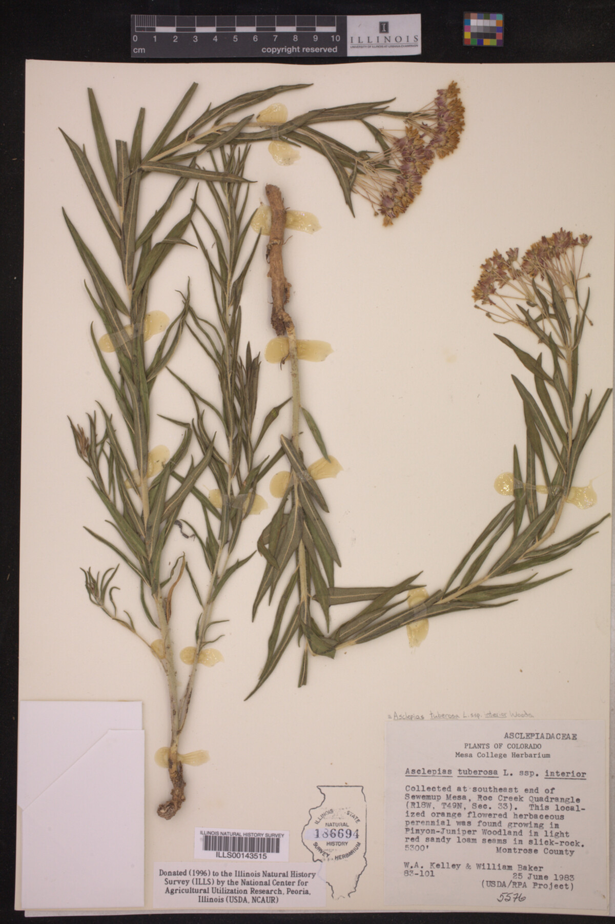 Asclepias tuberosa ssp. interior image