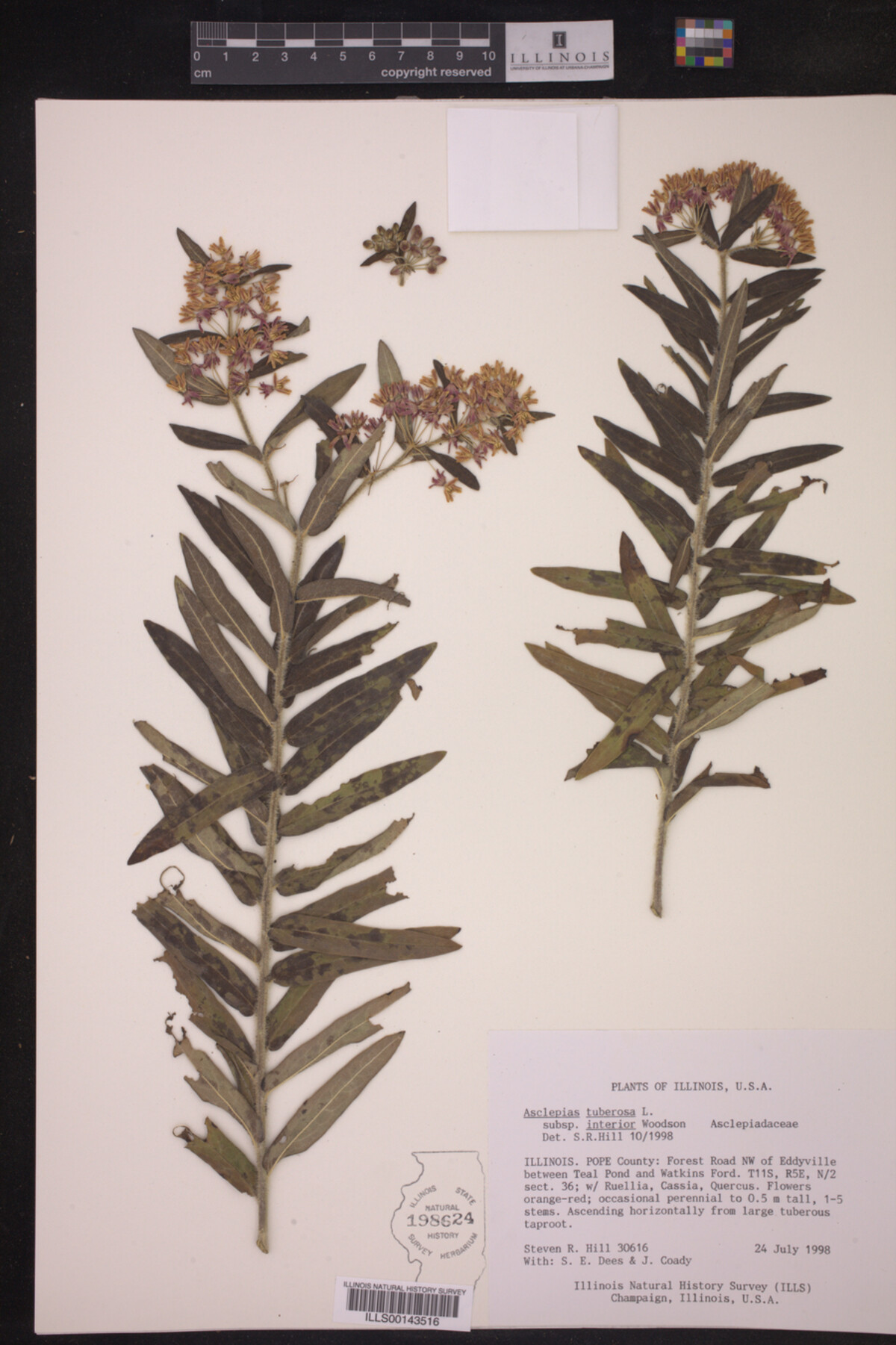 Asclepias tuberosa subsp. interior image