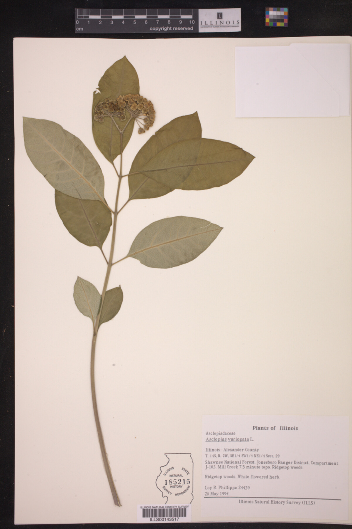 Asclepias variegata image