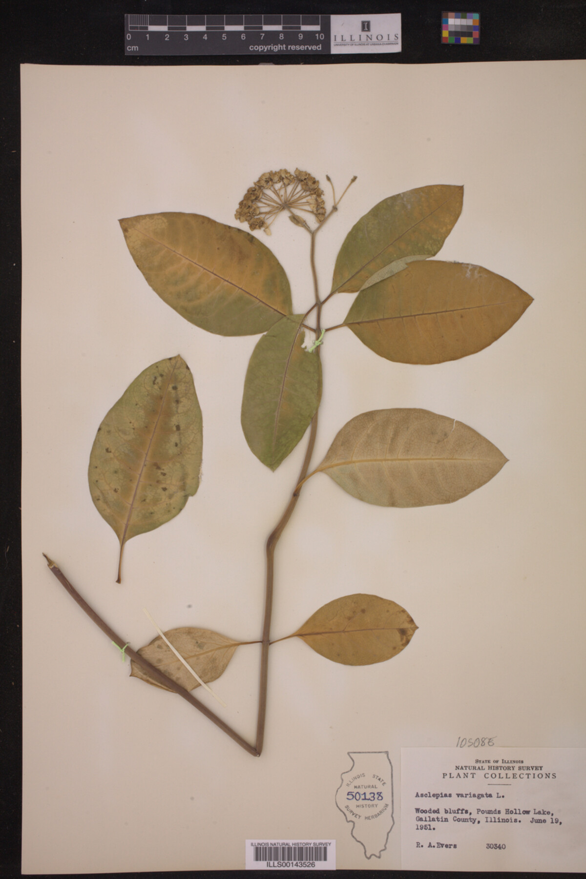 Asclepias variegata image