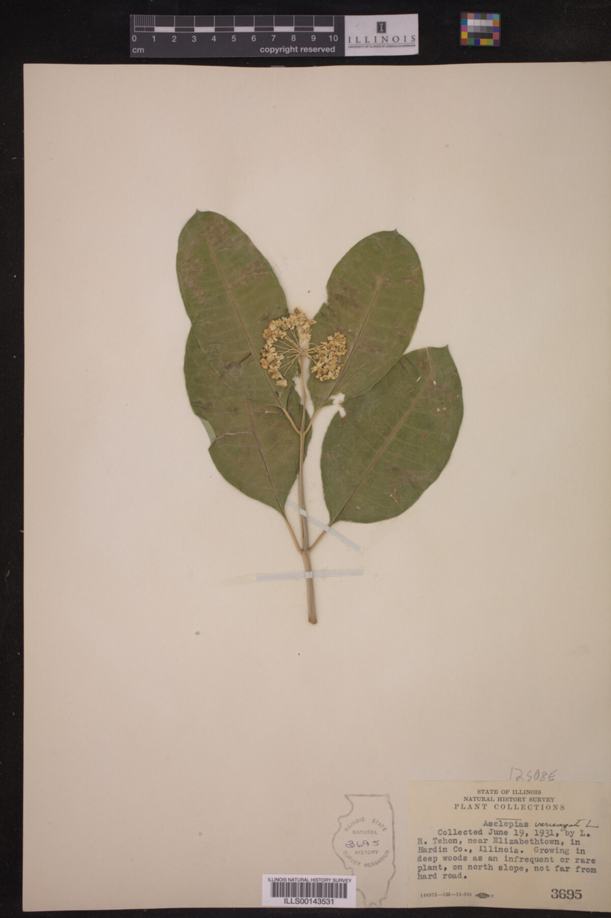 Asclepias variegata image