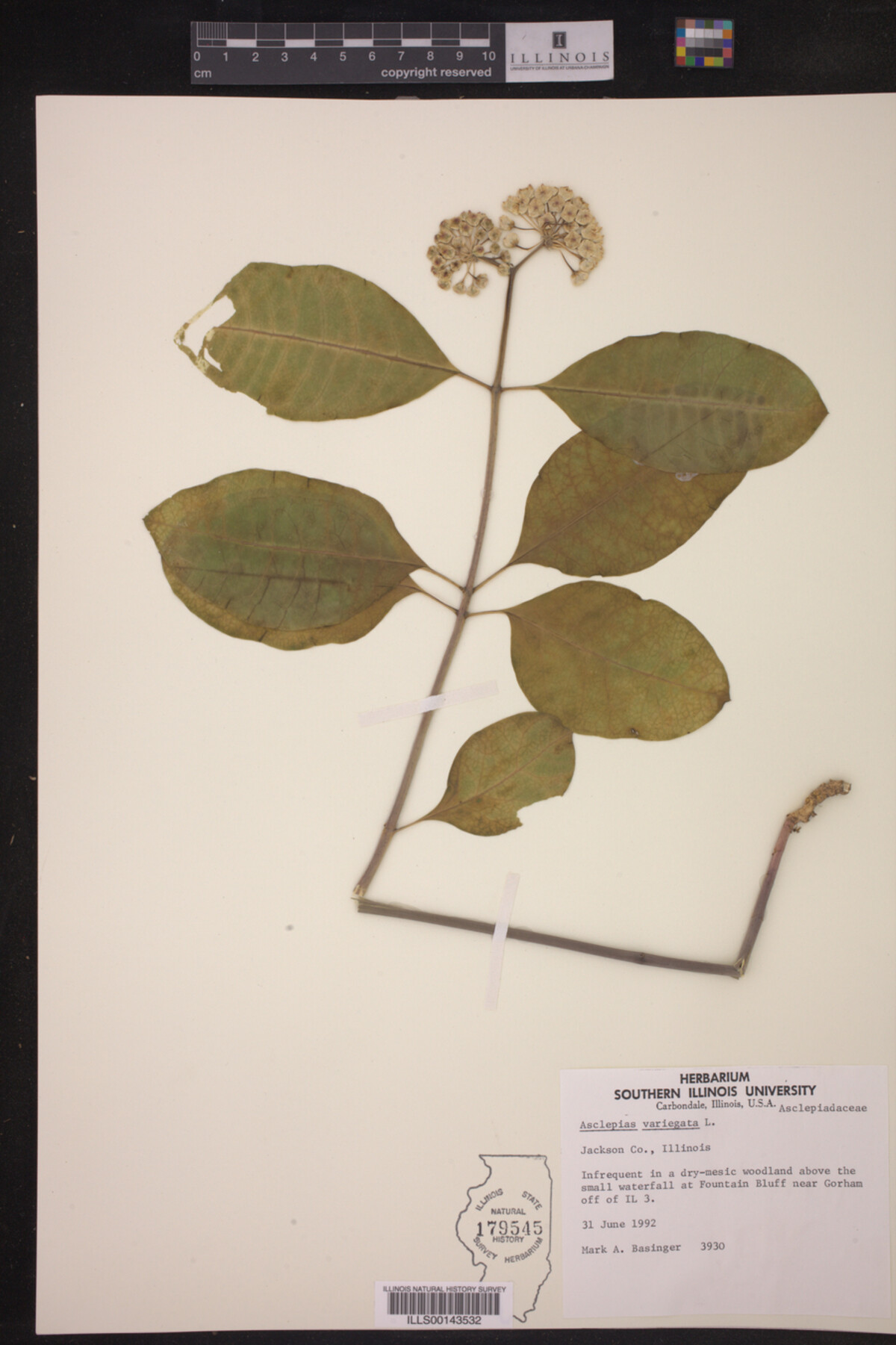 Asclepias variegata image