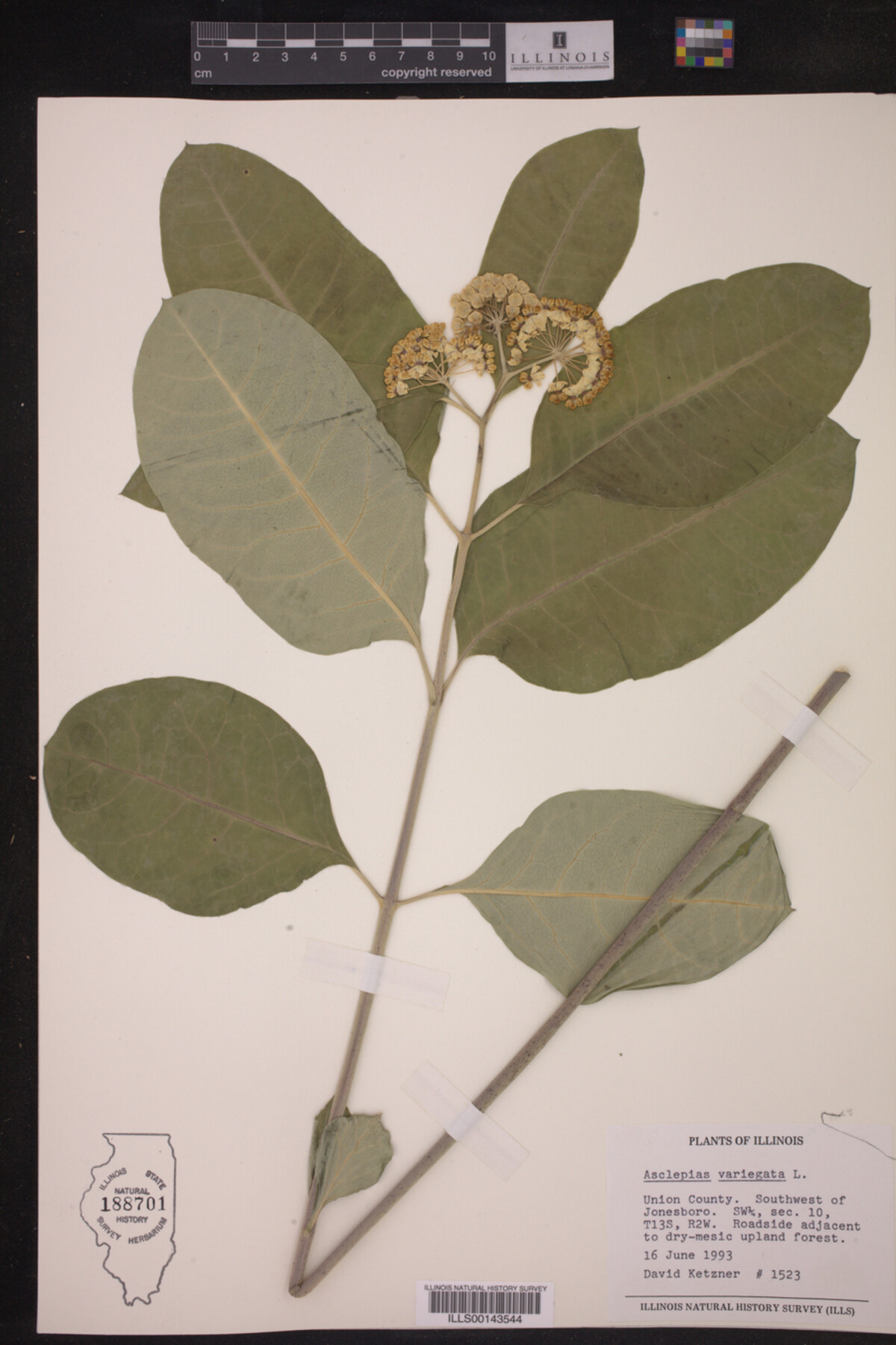 Asclepias variegata image