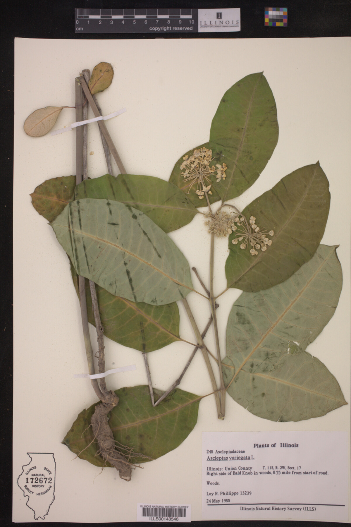 Asclepias variegata image