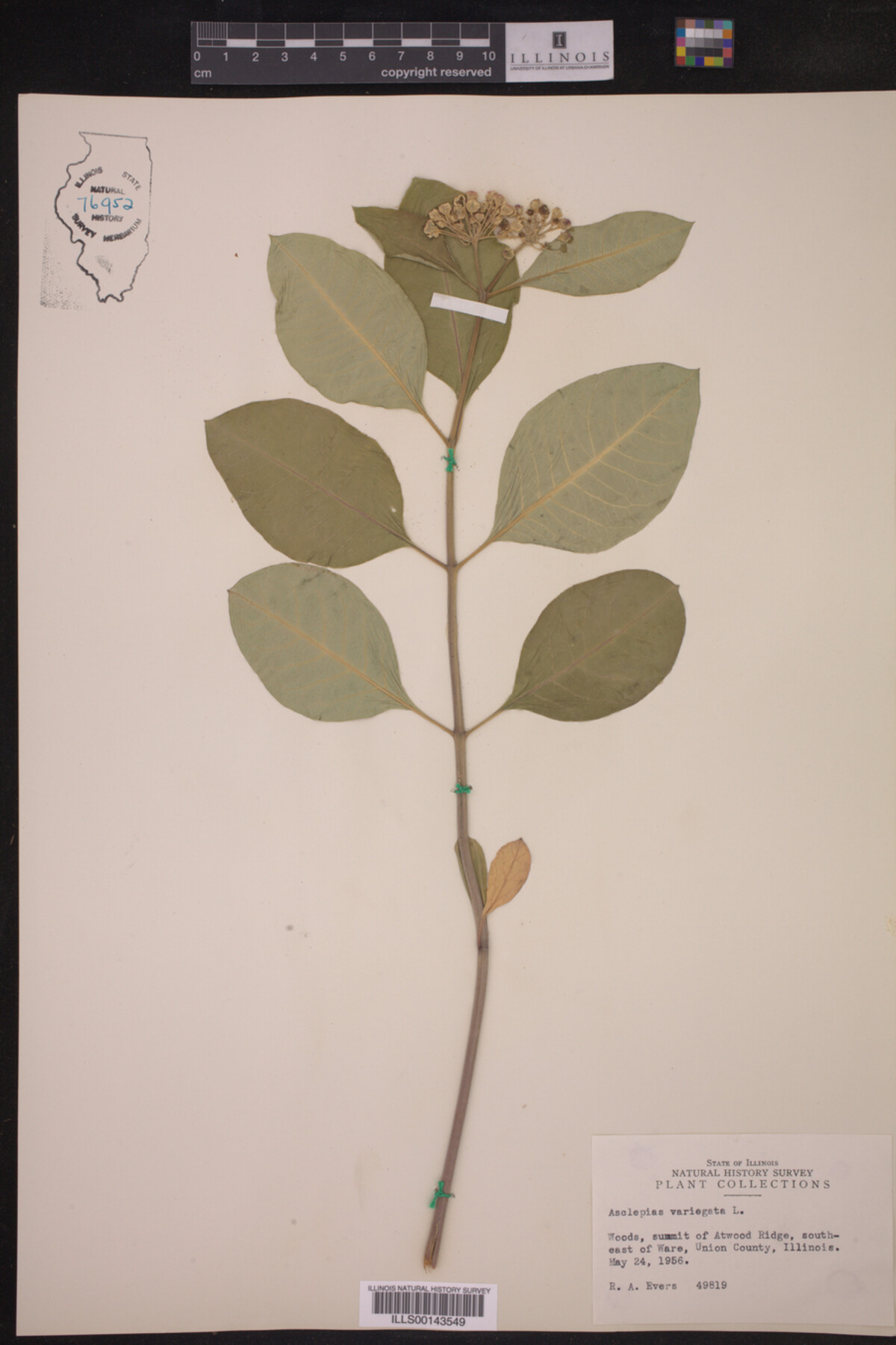 Asclepias variegata image